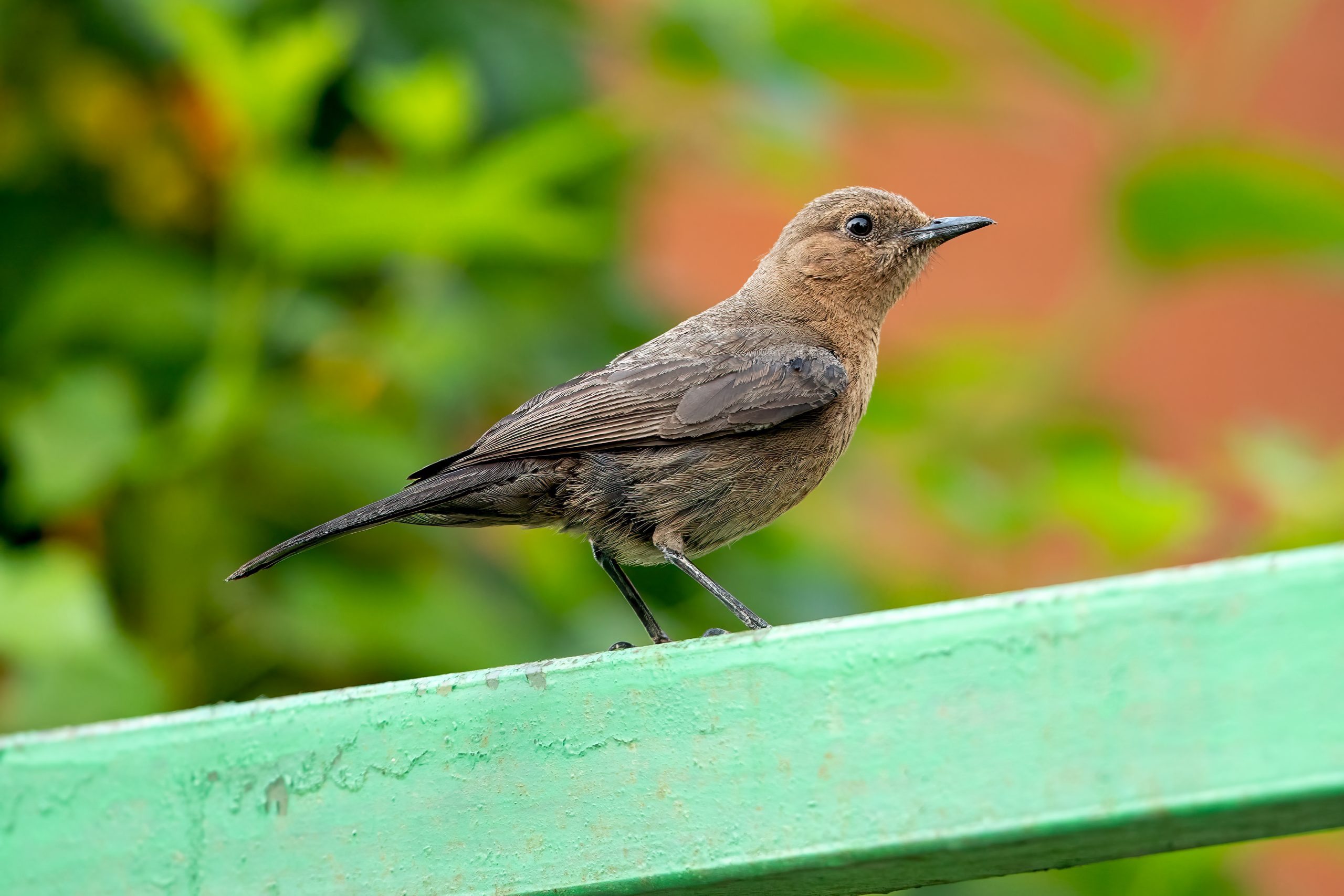 Brown Rock Chat (Oenanthe fusca) @ Satpura National Park, India. Photo: Håvard Rosenlund