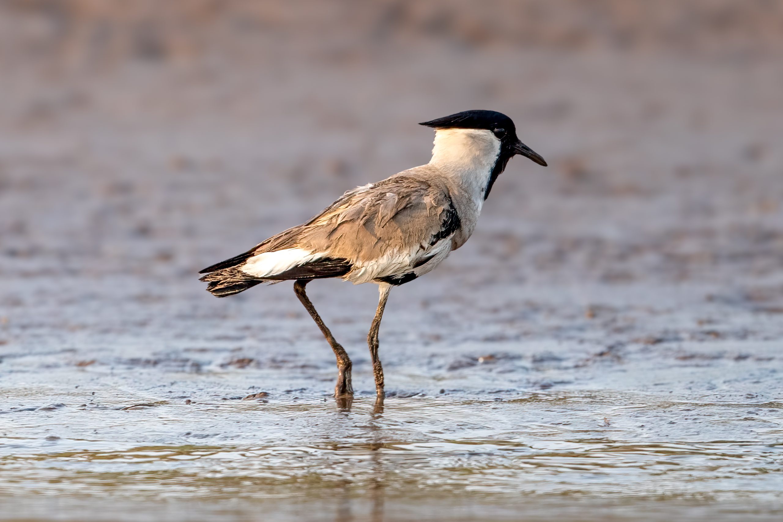 River Lapwing (Vanellus duvaucelii) @ Satpura National Park, India. Photo: Håvard Rosenlund