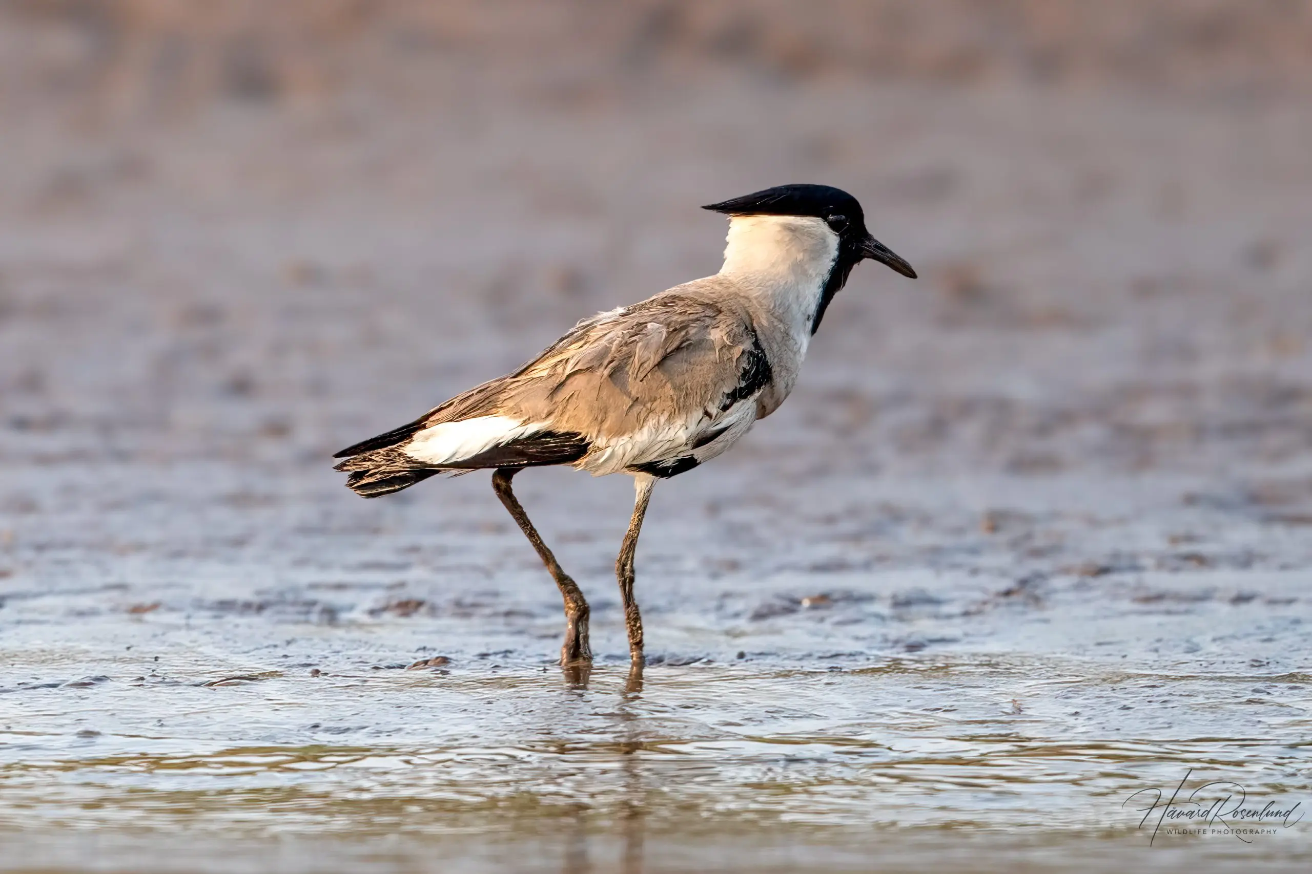 River Lapwing (Vanellus duvaucelii) @ Satpura National Park, India. Photo: Håvard Rosenlund