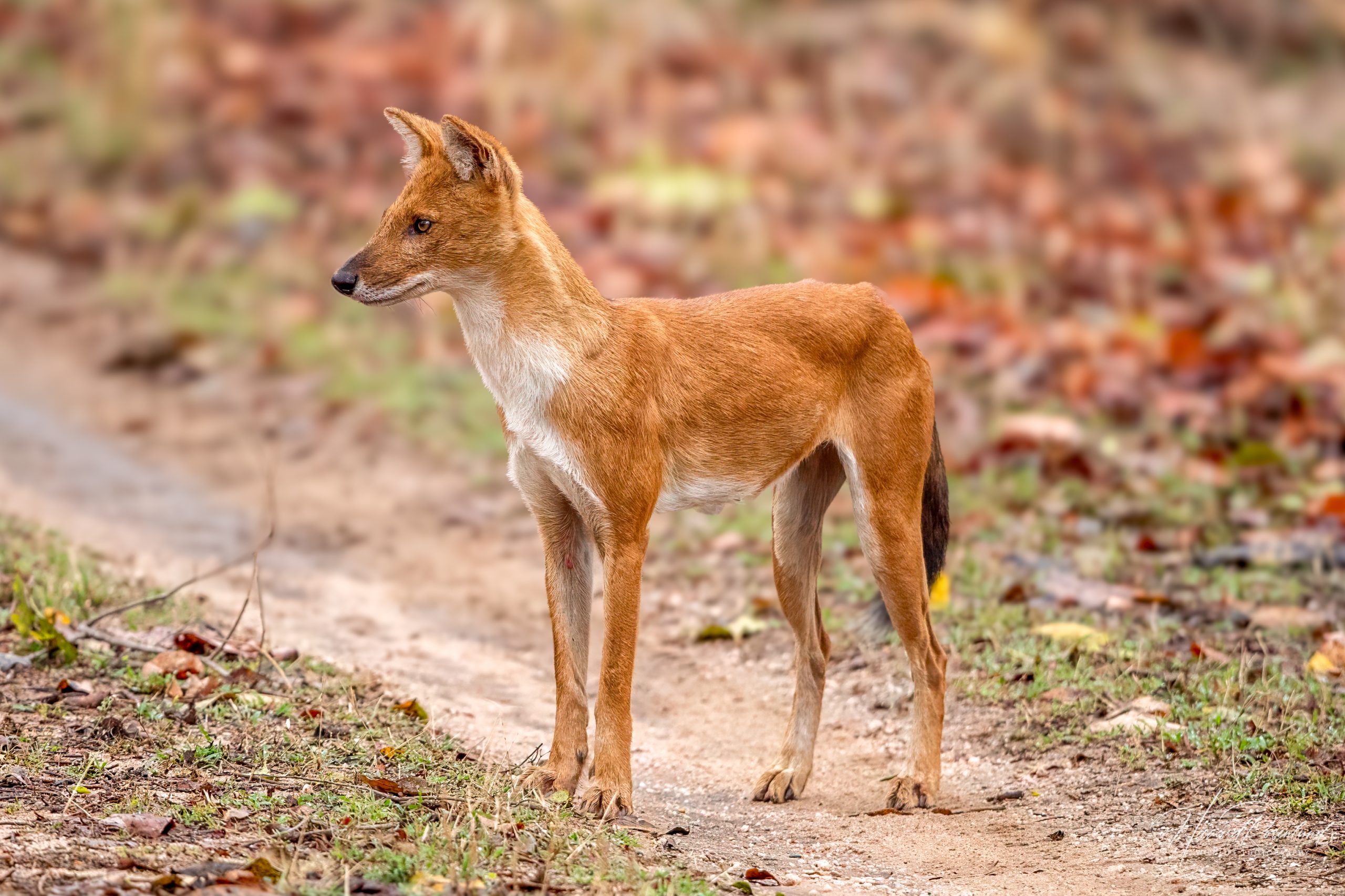 Dhole (Cuon alpinus) @ Pench National Park, India. Photo: Håvard Rosenlund