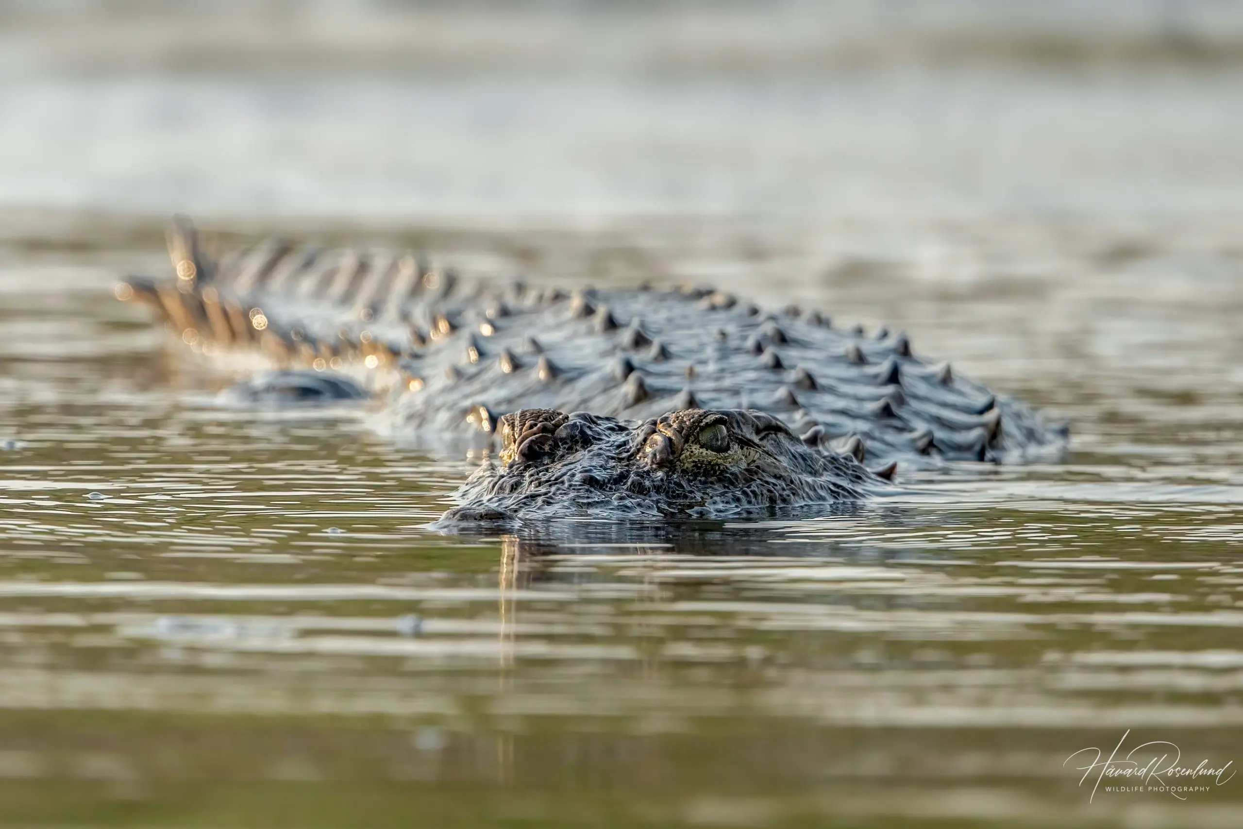 Mugger Crocodile (Crocodylus palustris) @ Satpura National Park, India. Photo: Håvard Rosenlund