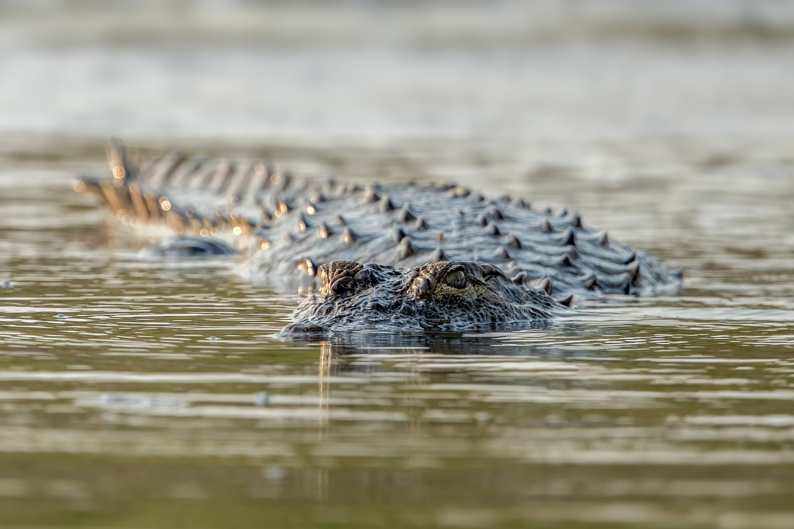 Mugger Crocodile (Crocodylus palustris) @ Satpura National Park, India. Photo: Håvard Rosenlund