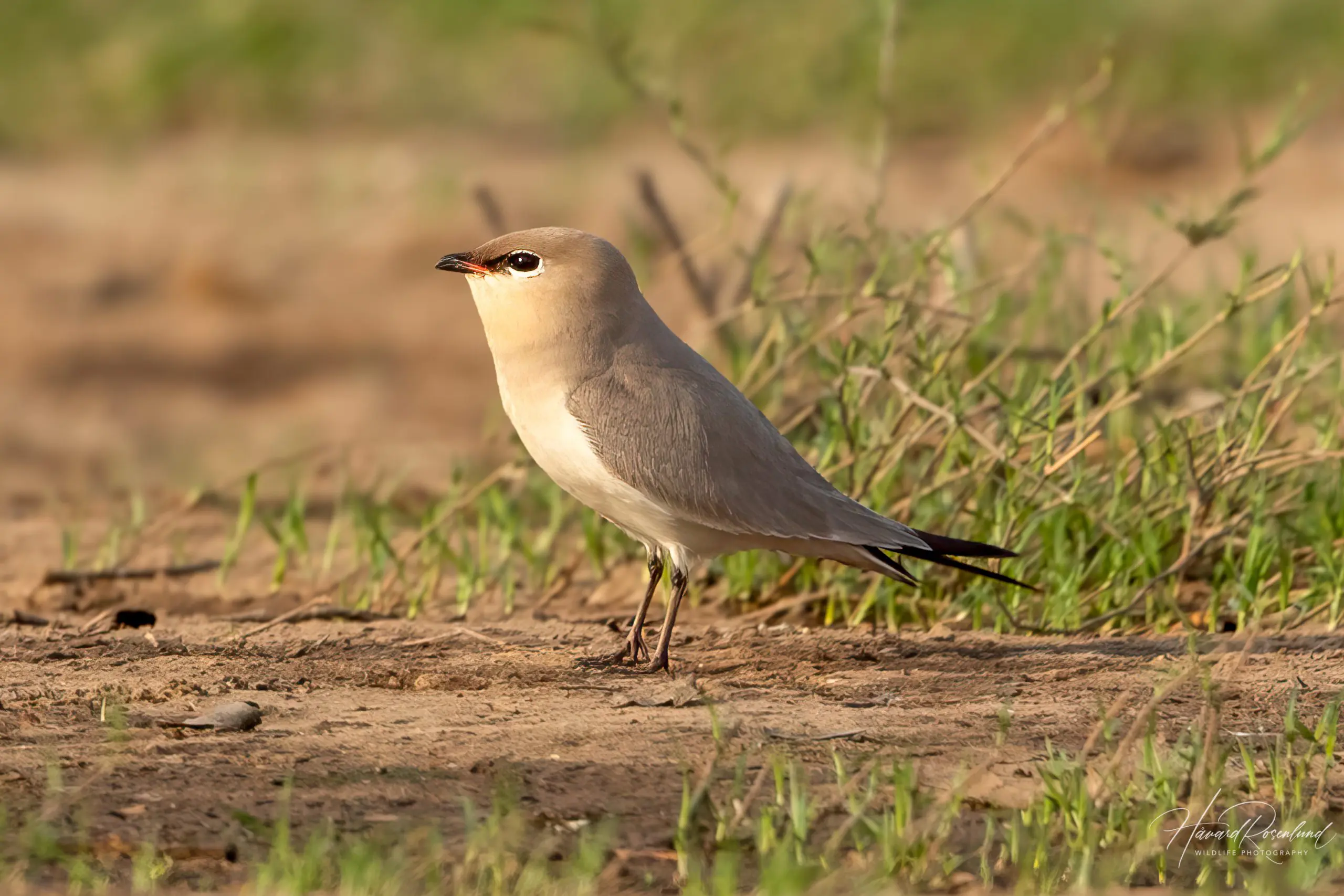 Small Pratincole (Glareola lactea) @ Satpura National Park, India. Photo: Håvard Rosenlund