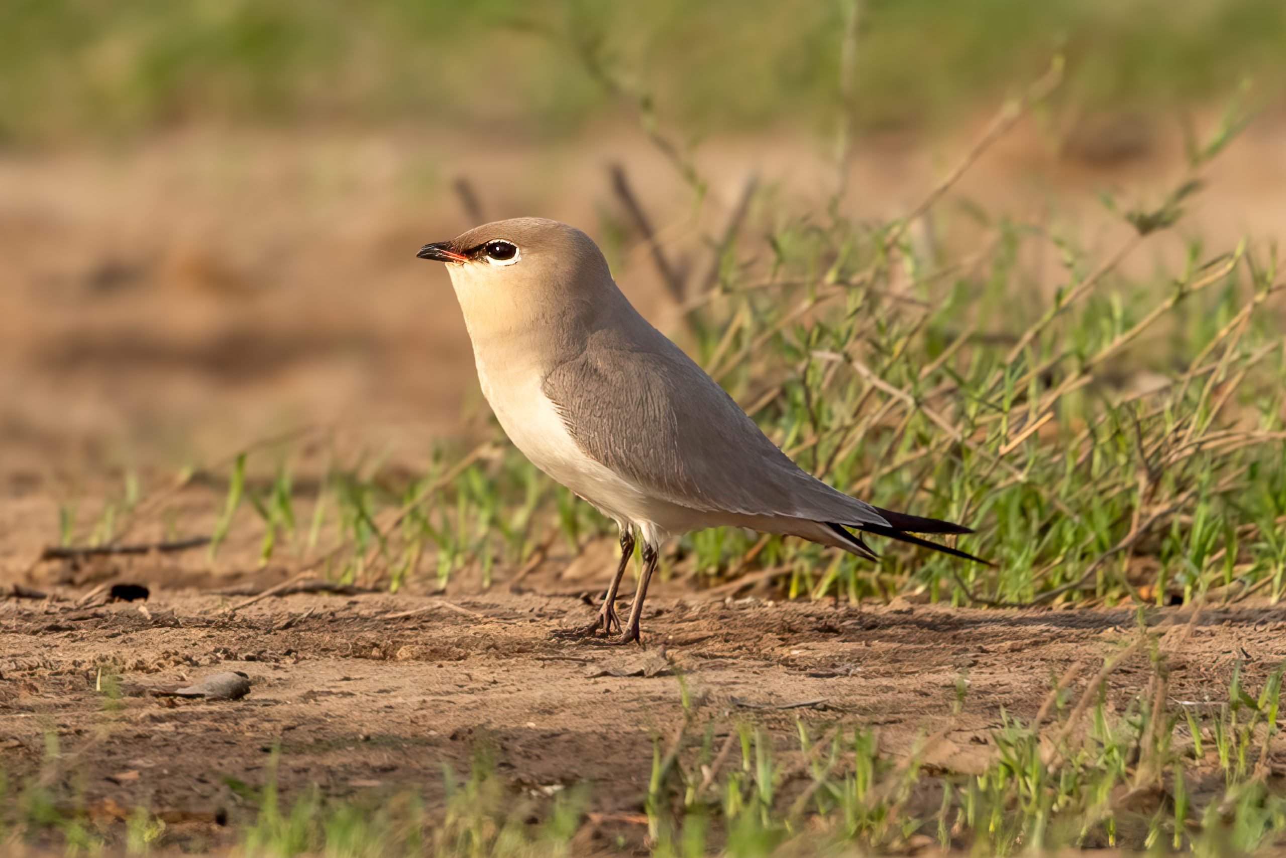 Small Pratincole (Glareola lactea) @ Satpura National Park, India. Photo: Håvard Rosenlund