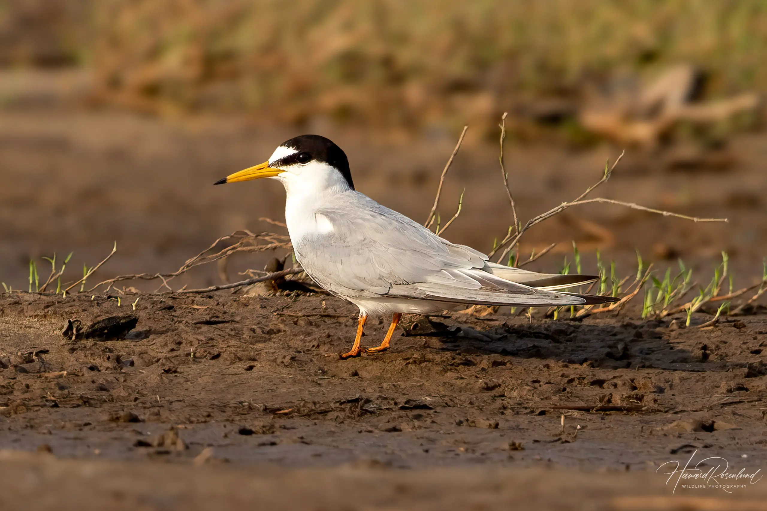 Little Tern (Sternula albifrons) @ Satpura National Park, India. Photo: Håvard Rosenlund