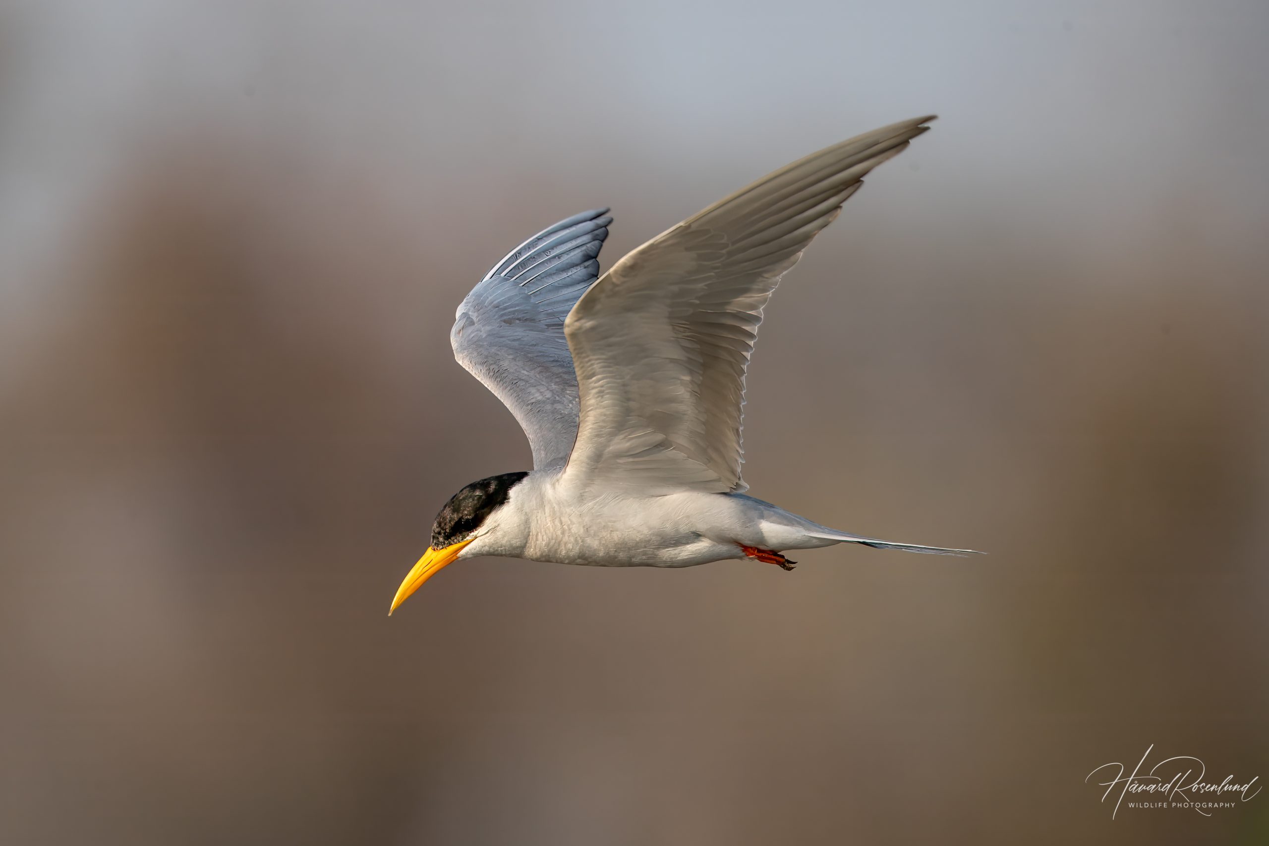 River Tern (Sterna aurantia) @ Satpura National Park, India. Photo: Håvard Rosenlund