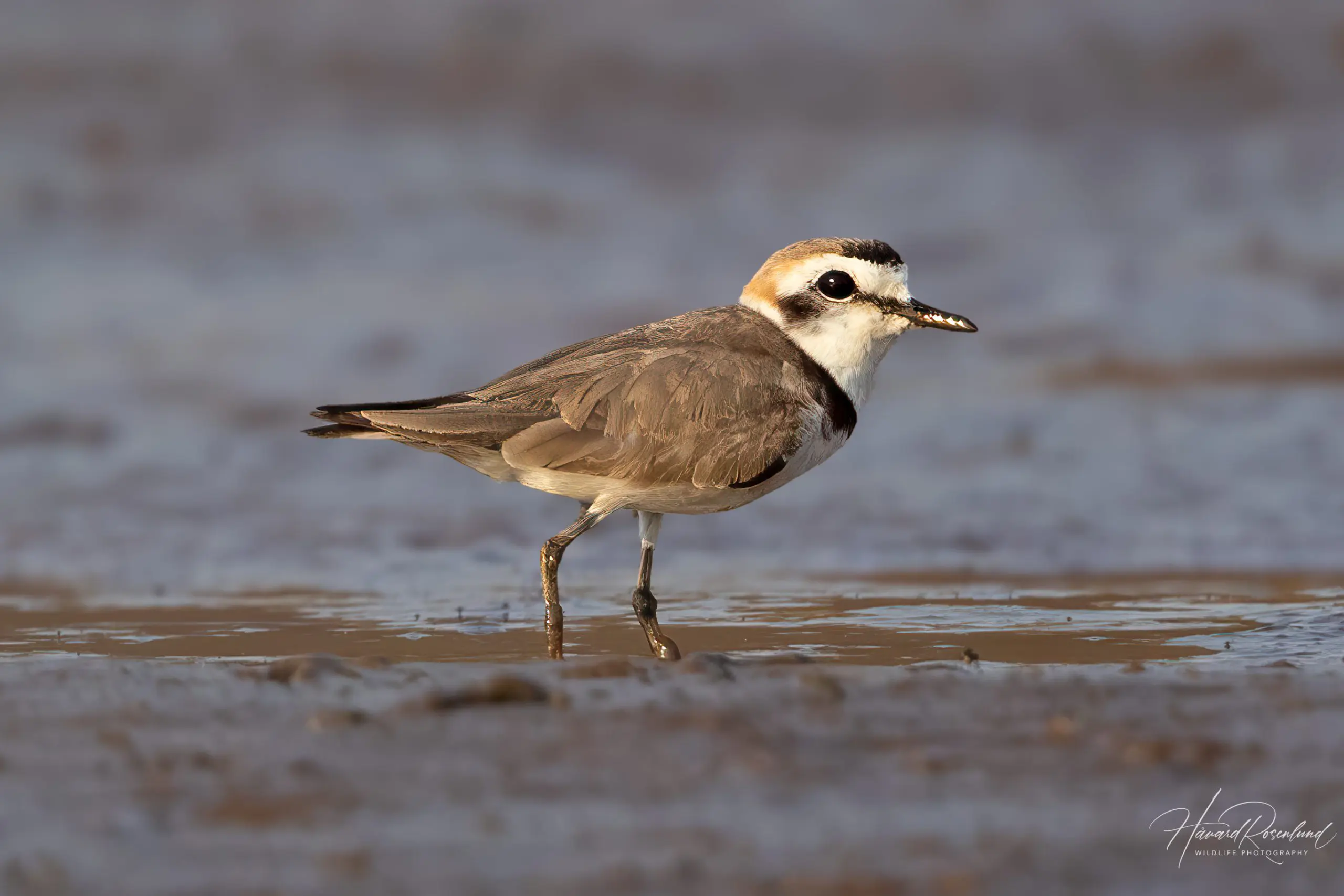 Kentish Plover (Anarhynchus alexandrinus) @ Satpura National Park, India. Photo: Håvard Rosenlund