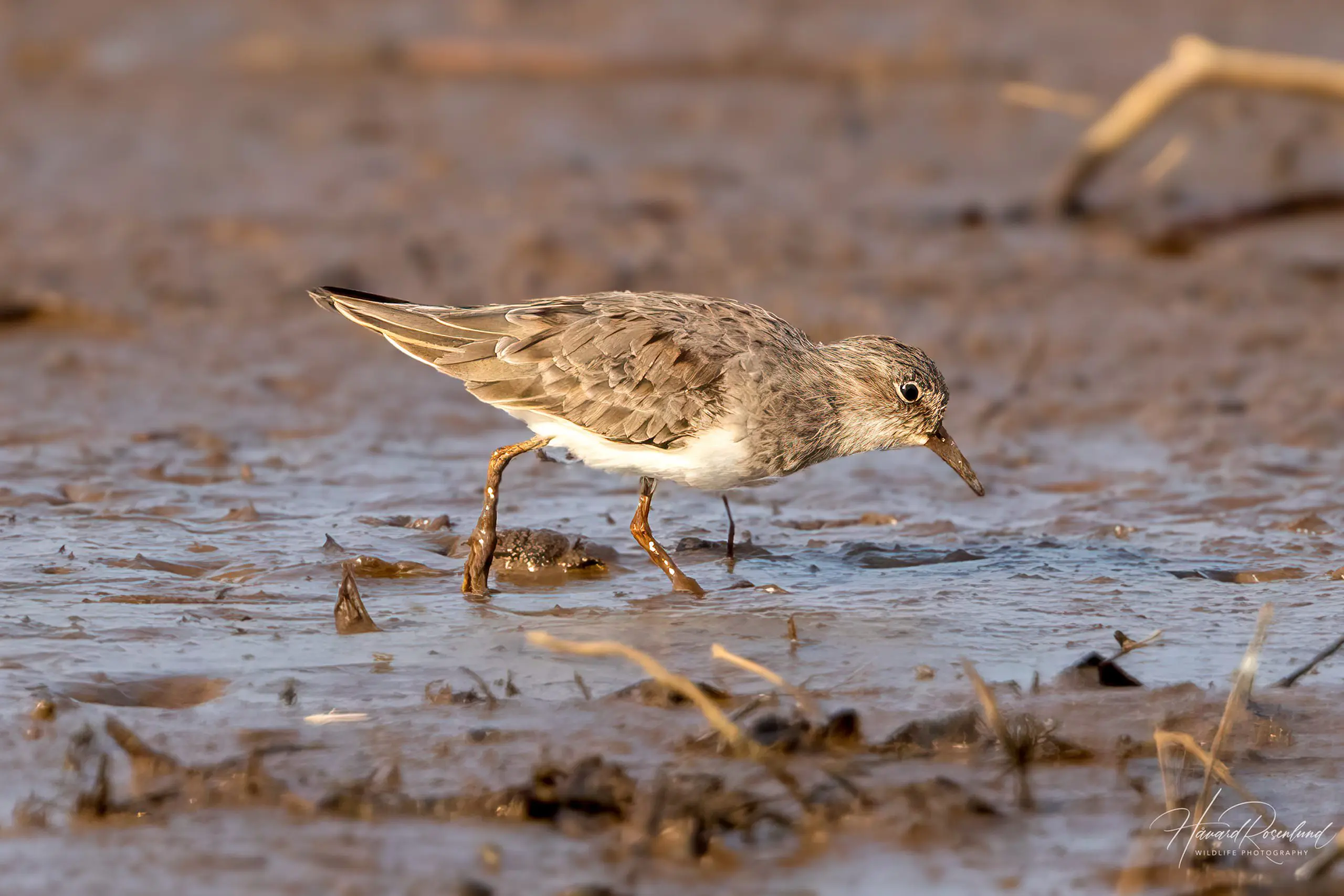 Temminck's Stint (Calidris temminckii) @ Satpura National Park, India. Photo: Håvard Rosenlund