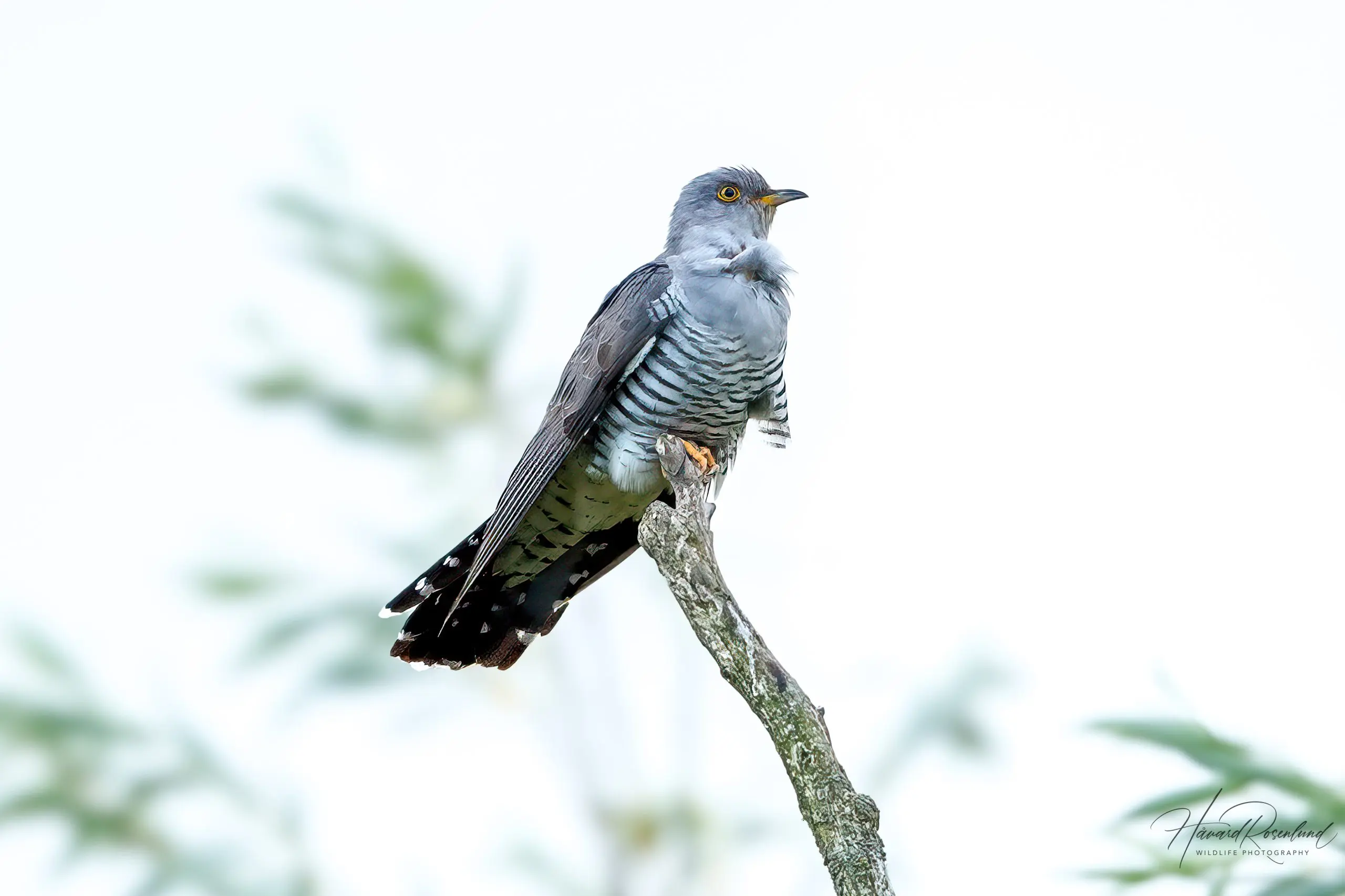 Common Cuckoo (Cuculus canorus) @ Ystad, Sweden. Photo: Håvard Rosenlund