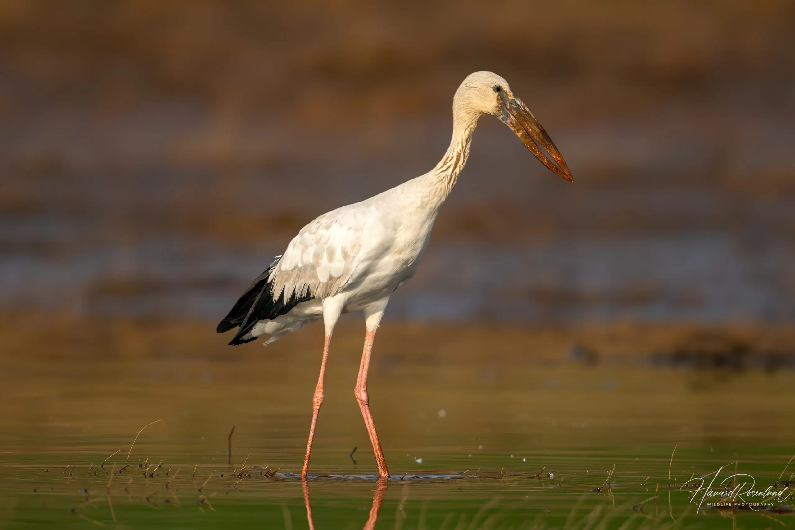 Asian Openbill (Anastomus oscitans) @ Satpura National Park, India. Photo: Håvard Rosenlund