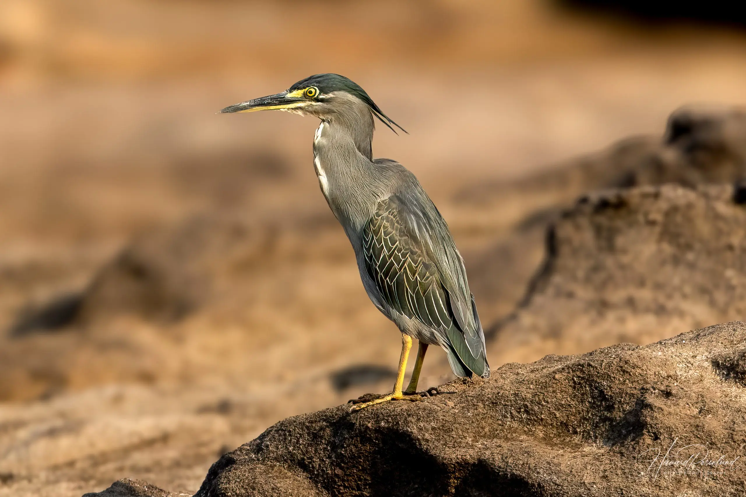 Striated Heron (Butorides striata) @ Satpura National Park, India. Photo: Håvard Rosenlund