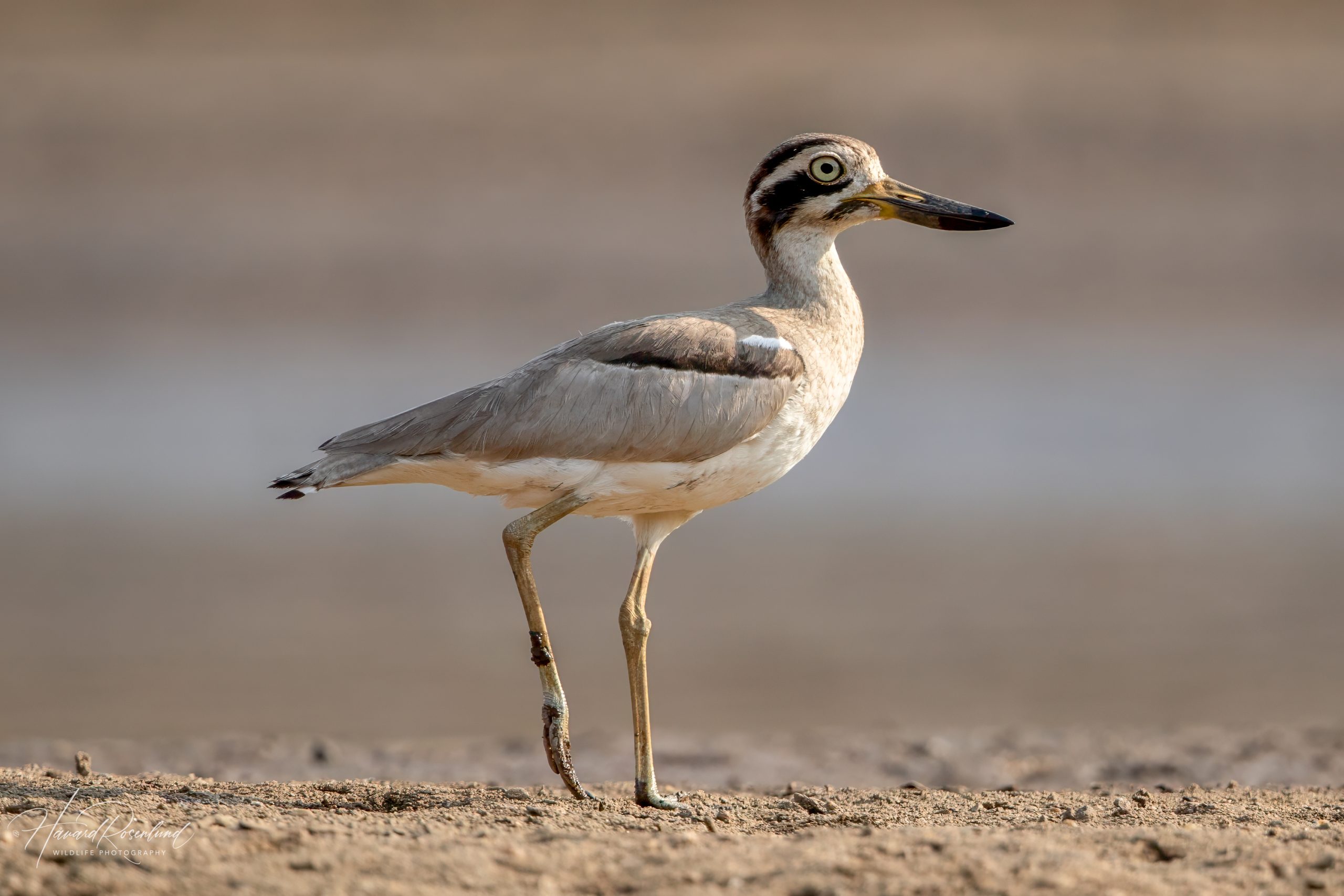 Great Thick-knee (Esacus recurvirostris) @ Satpura National Park, India. Photo: Håvard Rosenlund