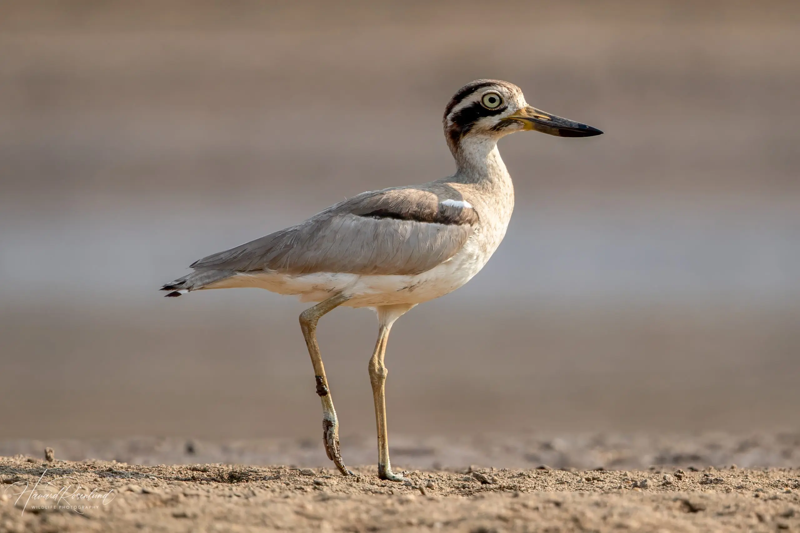 Great Thick-knee (Esacus recurvirostris) @ Satpura National Park, India. Photo: Håvard Rosenlund