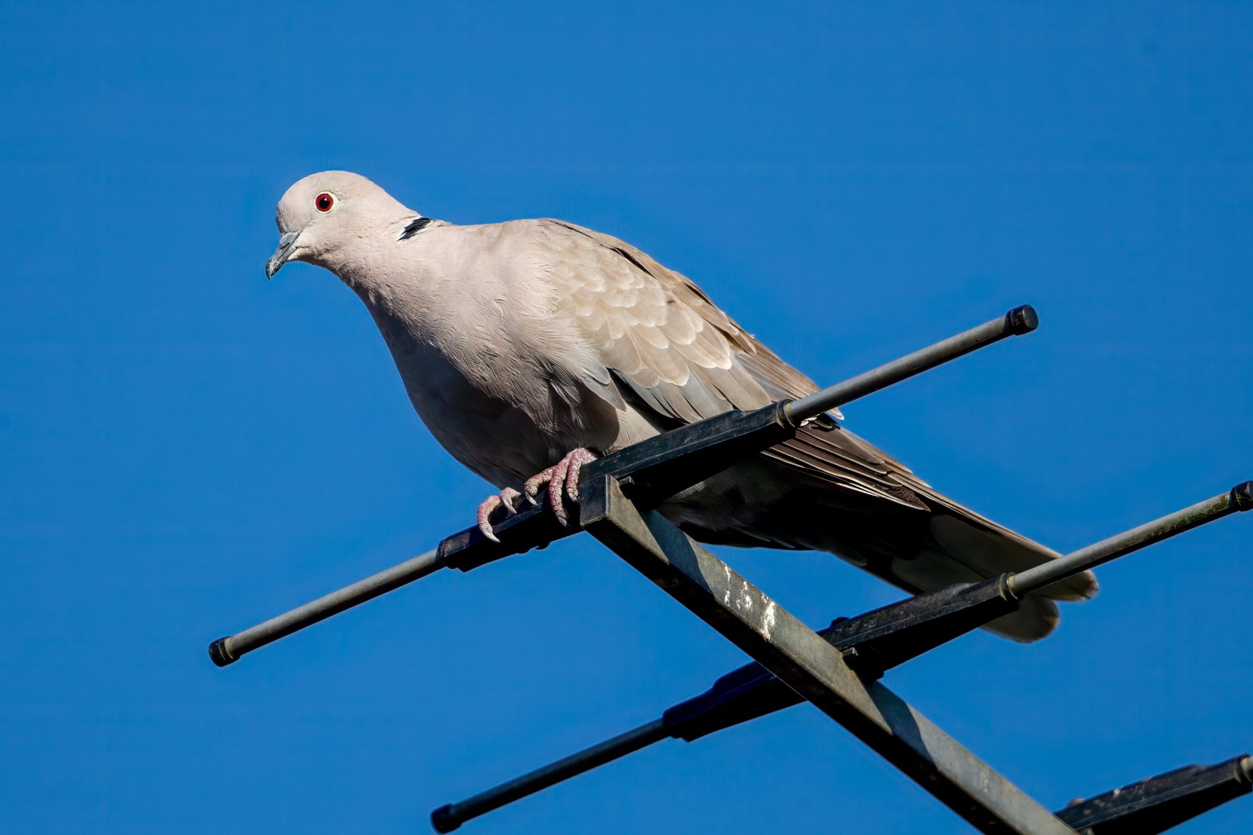 Eurasian Collared Dove (Streptopelia decaocto) @ Ystad, Sweden. Photo: Håvard Rosenlund