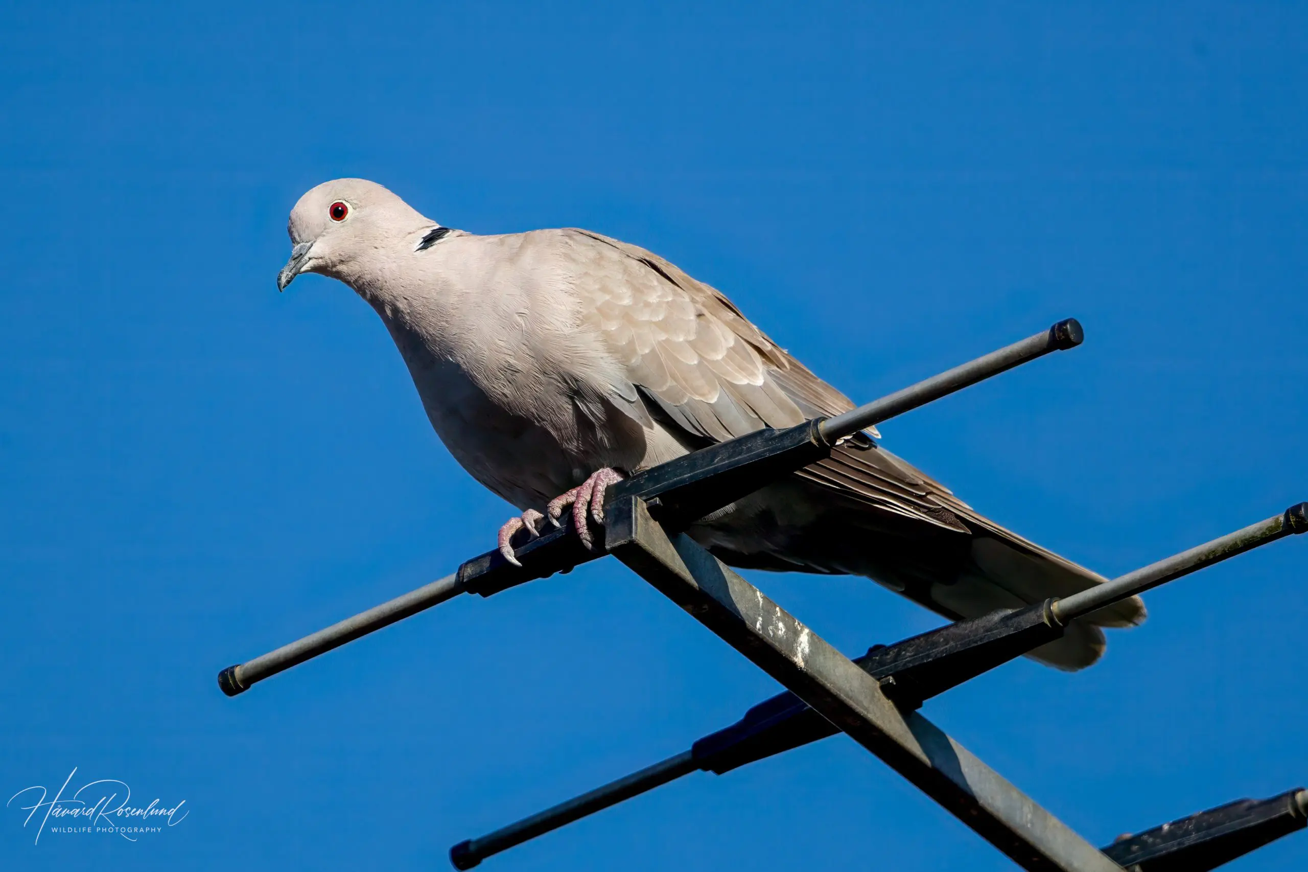 Eurasian Collared Dove (Streptopelia decaocto) @ Ystad, Sweden. Photo: Håvard Rosenlund