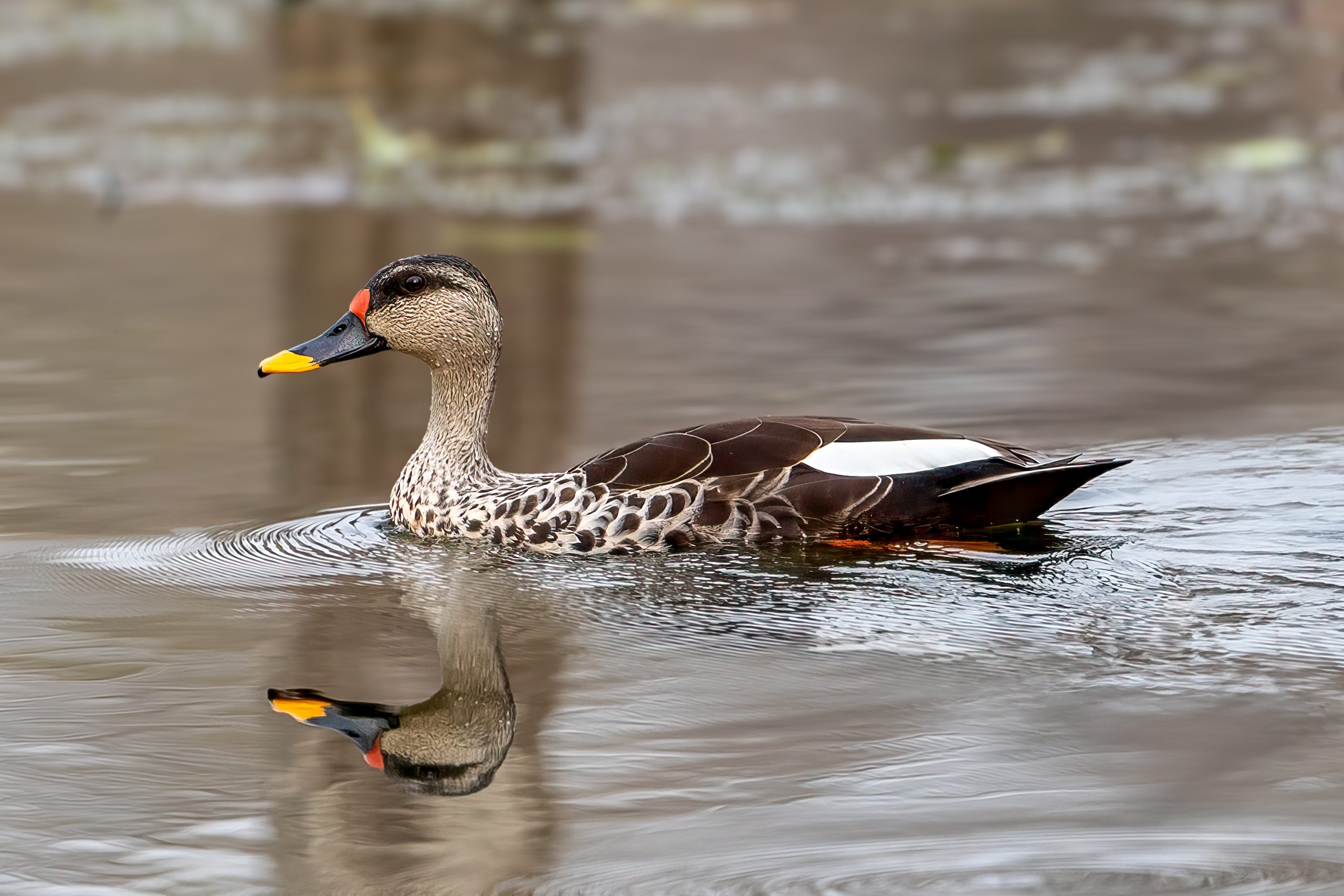 Flekknebband (Anas poecilorhyncha) @ Pench National Park, India. Foto: Håvard Rosenlund