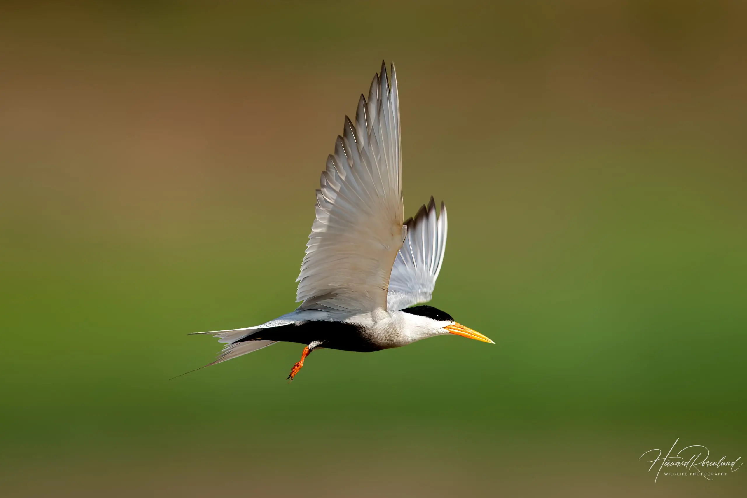 Black-bellied Tern (Sterna acuticauda) @ Satpura National Park, India. Photo: Håvard Rosenlund