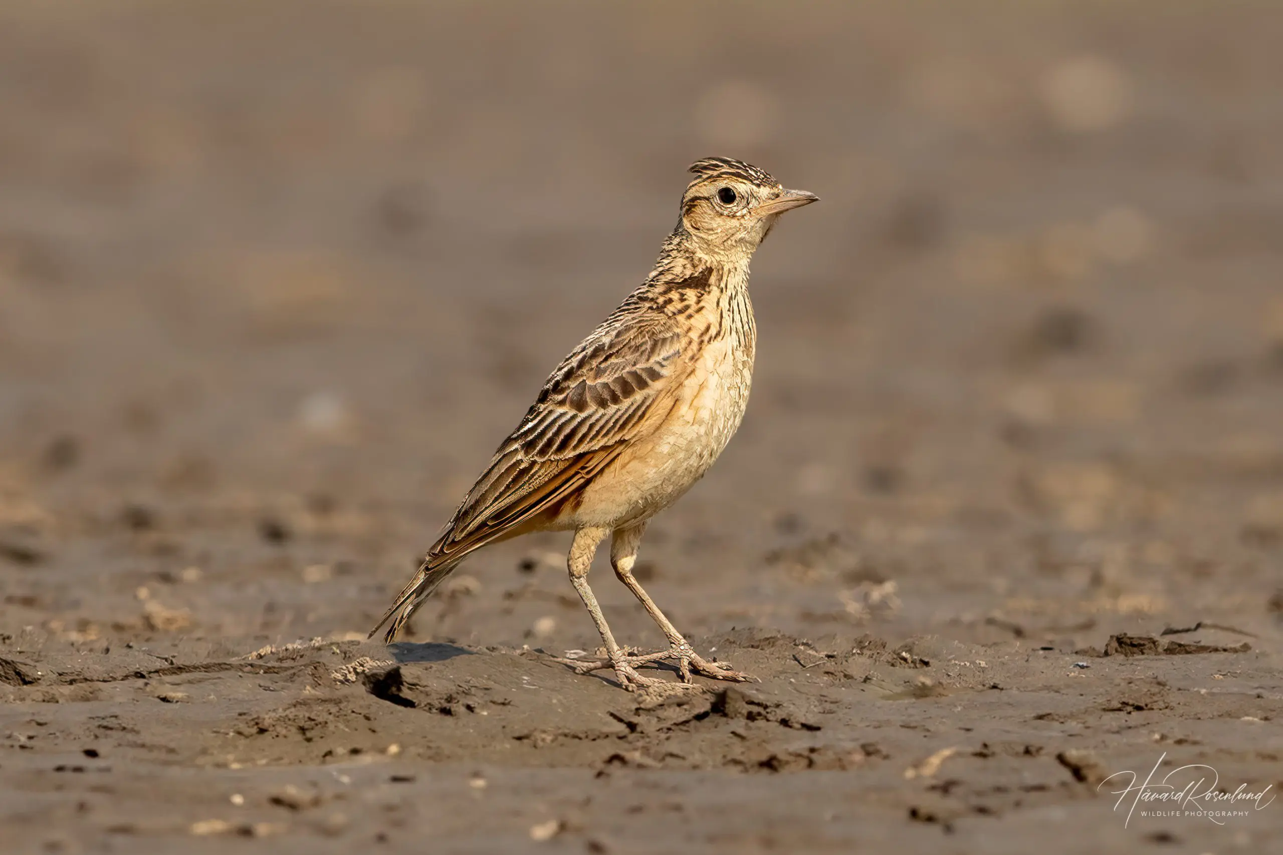 Oriental Skylark (Alauda gulgula) @ Satpura National Park, India. Photo: Håvard Rosenlund