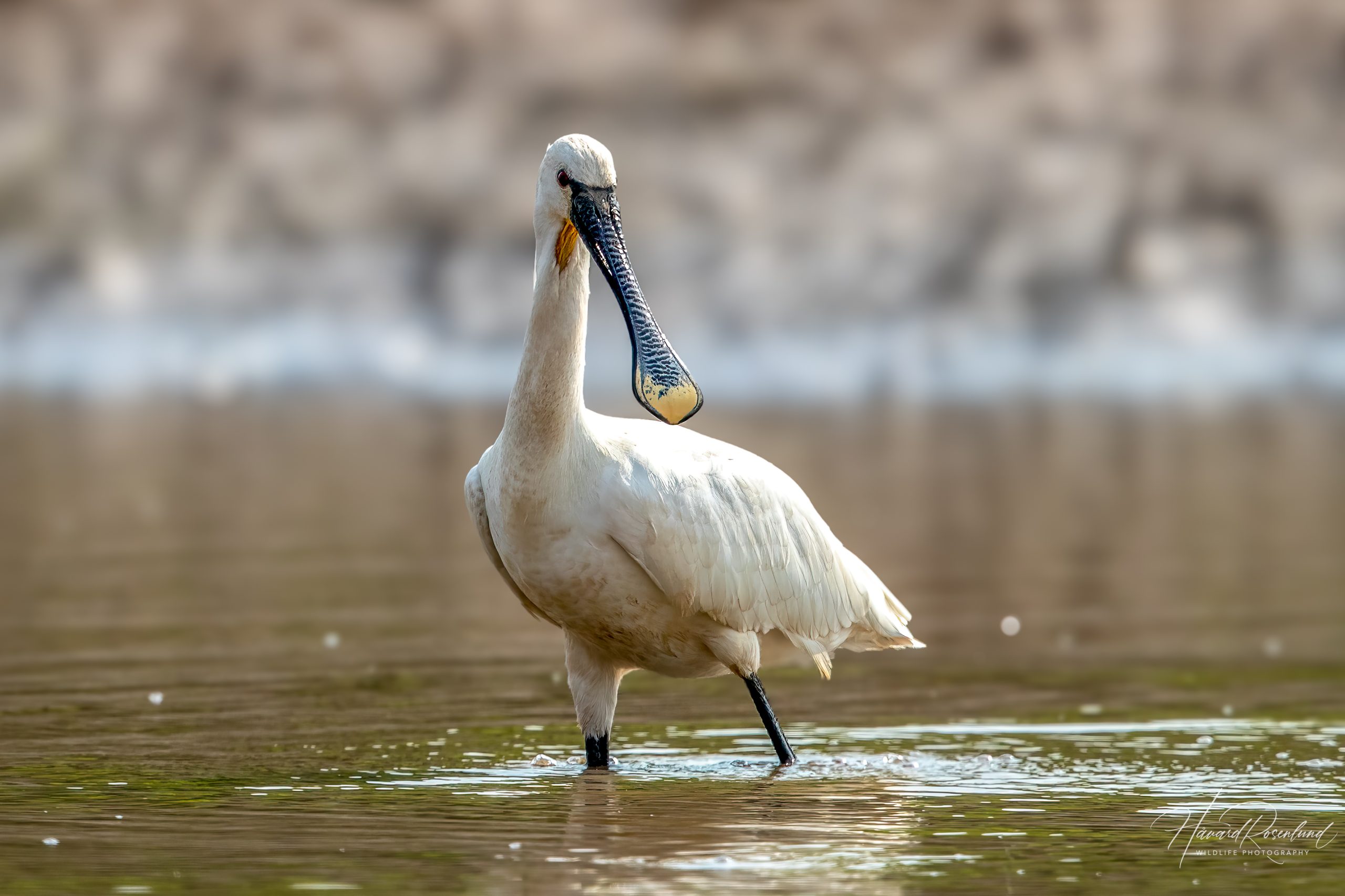 Eurasian Spoonbill (Platalea leucorodia) @ Satpura National Park, India. Photo: Håvard Rosenlund