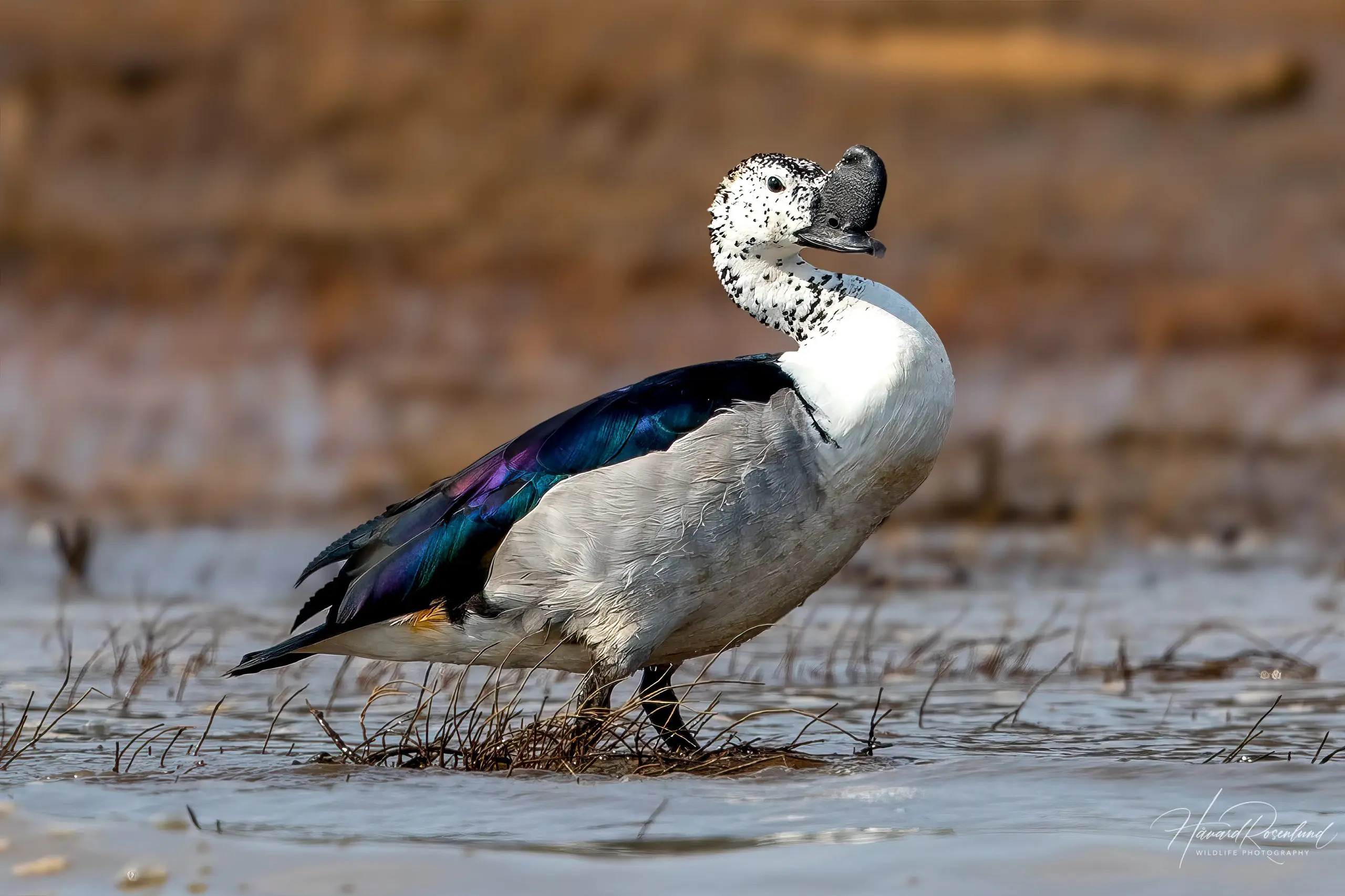 Knob-billed Duck (Sarkidiornis melanotos) @ Satpura National Park, India. Photo: Håvard Rosenlund