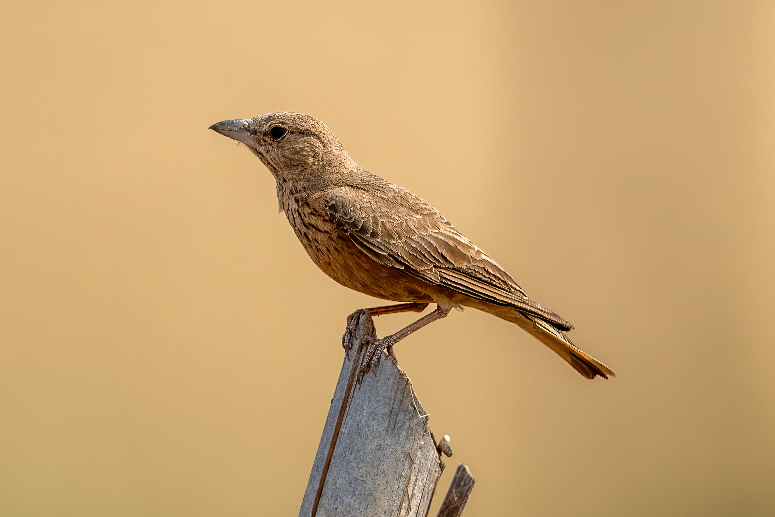 Rusthalelerke (Ammomanes phoenicura) @ Satpura National Park, India. Foto: Håvard Rosenlund