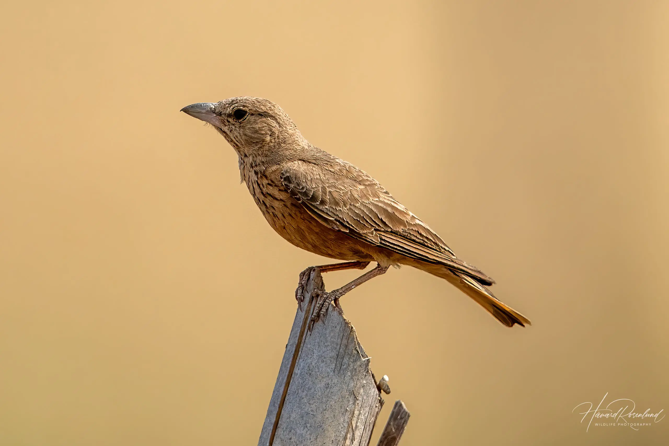 Rufous-tailed Lark (Ammomanes phoenicura) @ Satpura National Park, India. Photo: Håvard Rosenlund