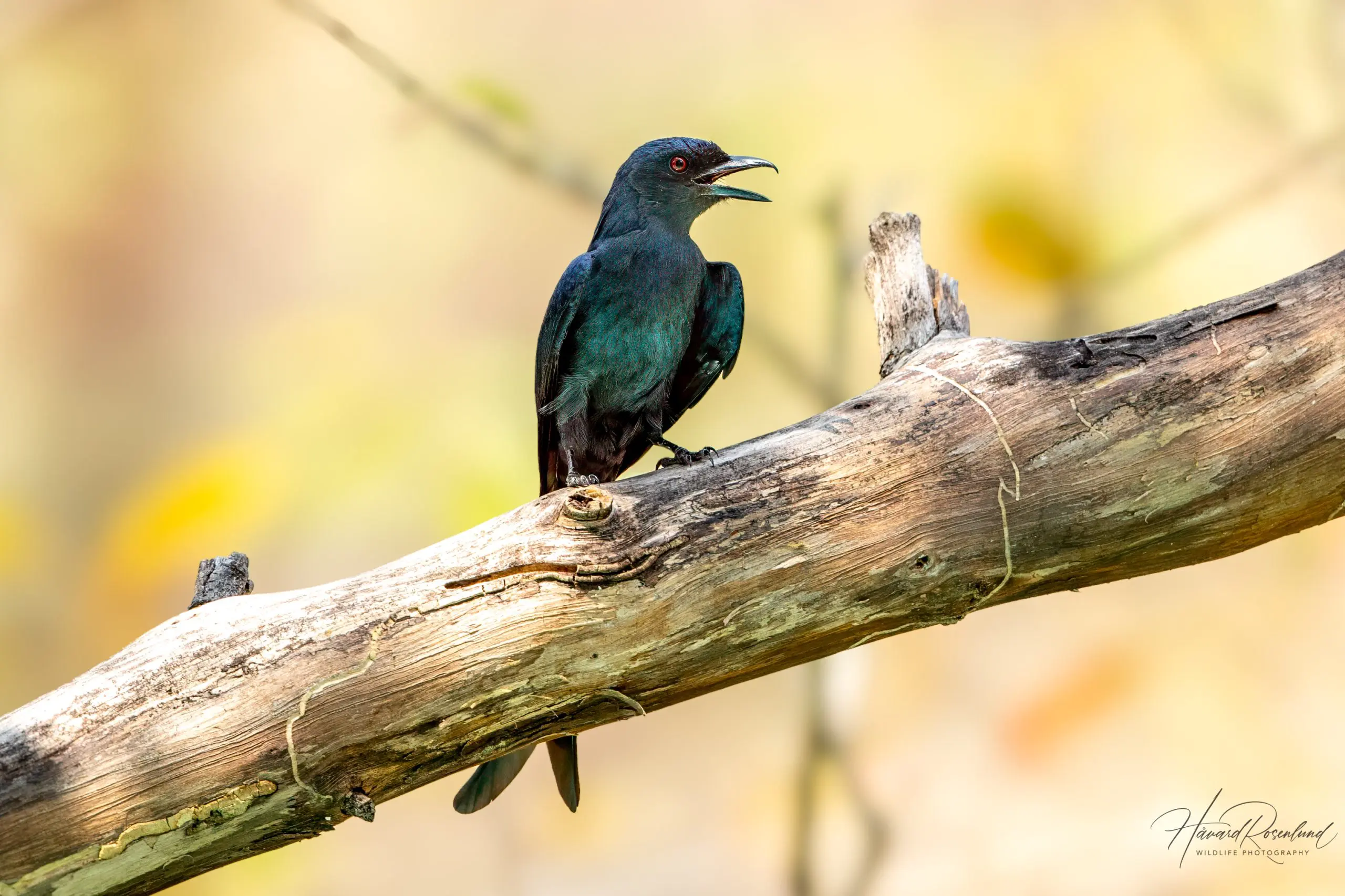 Ashy Drongo (Dicrurus leucophaeus) @ Satpura National Park, India. Photo: Håvard Rosenlund