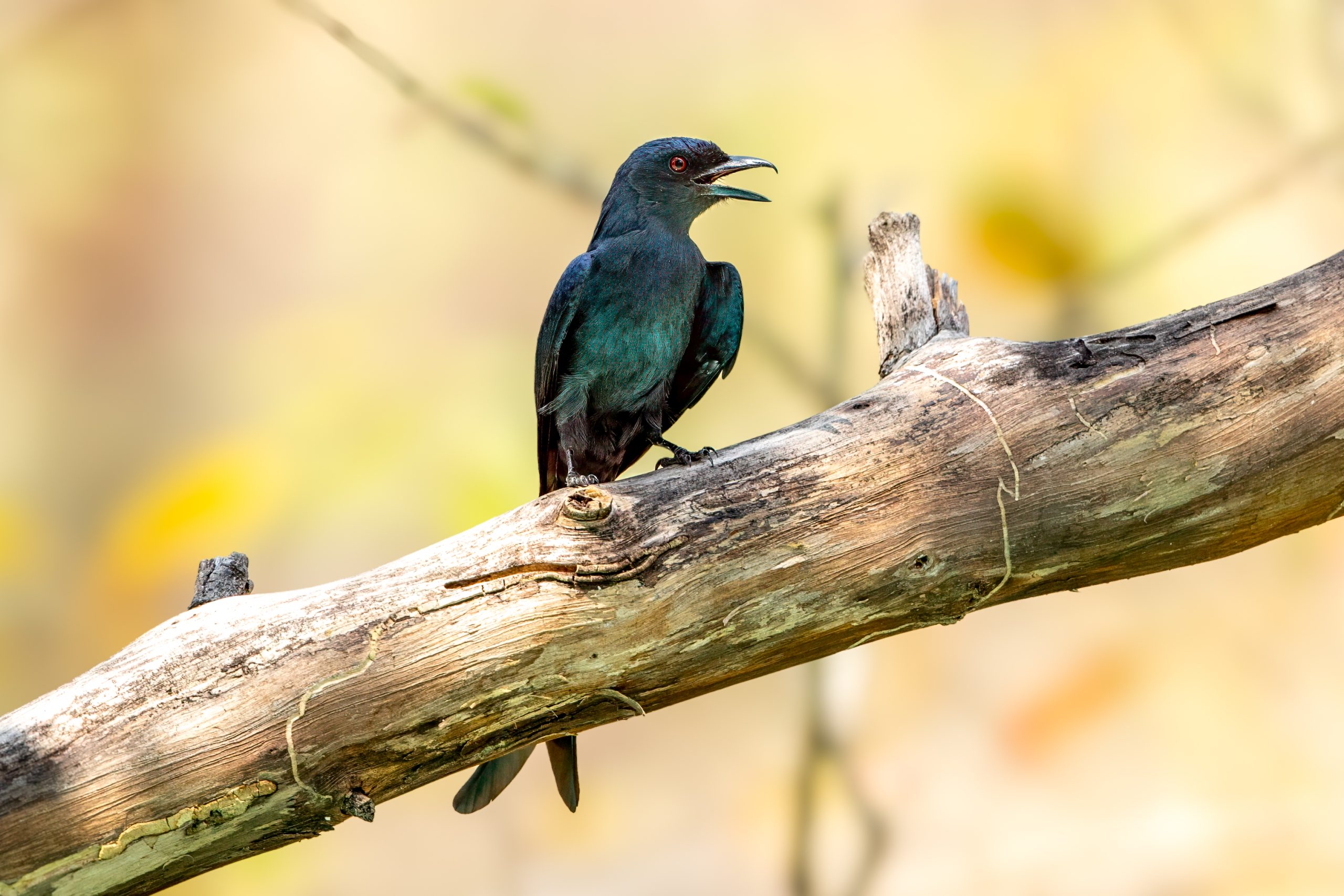 Askedrongo (Dicrurus leucophaeus) @ Satpura National Park, India. Foto: Håvard Rosenlund