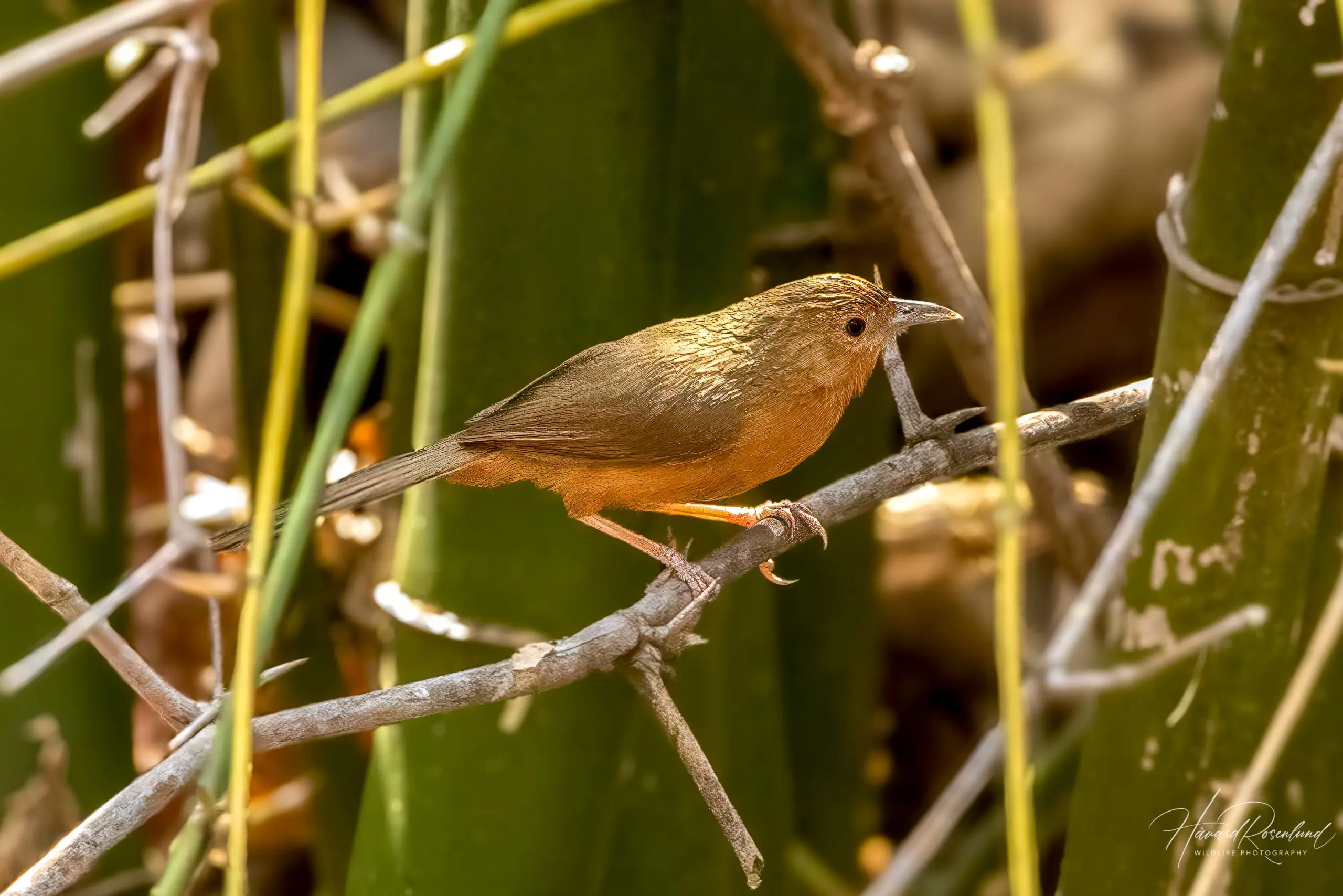 Tawny-bellied Babbler (Dumetia hyperythra) @ Satpura National Park, India. Photo: Håvard Rosenlund