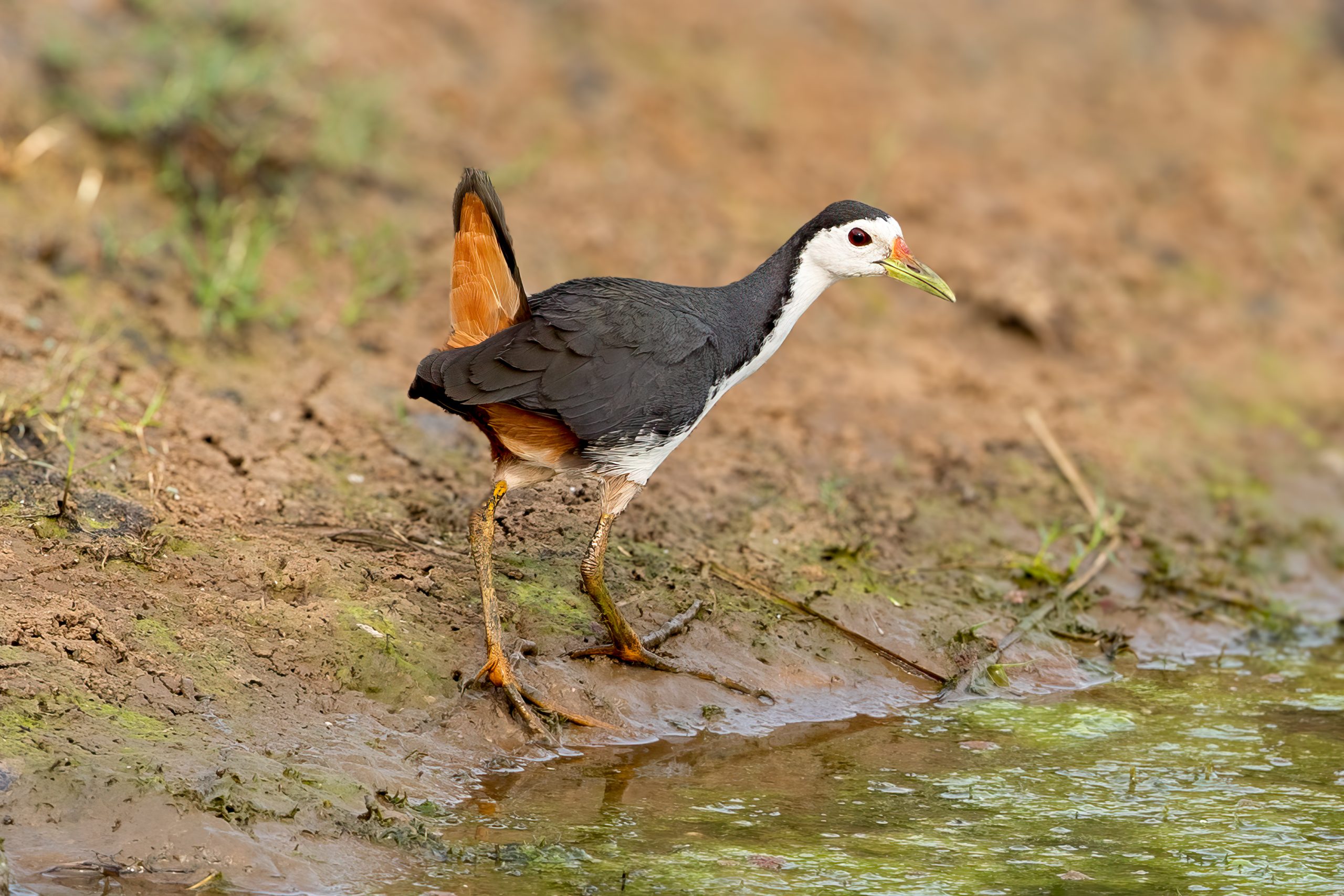 White-breasted Waterhen (Amaurornis phoenicurus) @ Satpura National Park, India. Photo: Håvard Rosenlund