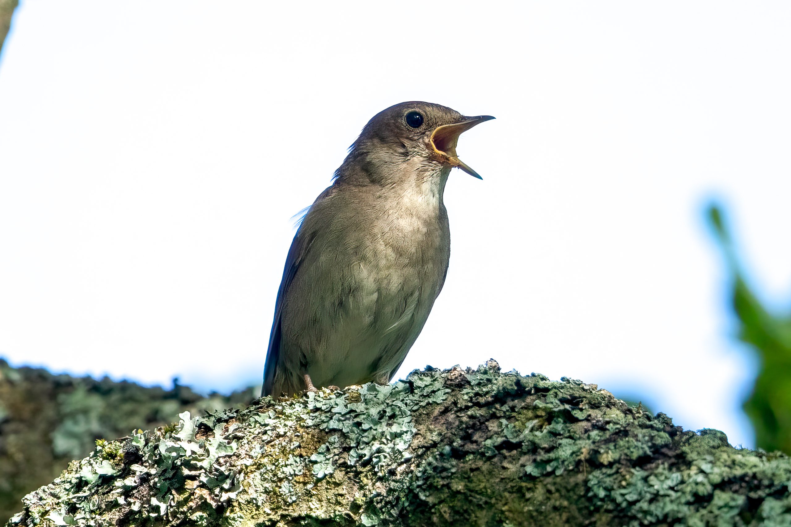 Thrush Nightingale (Luscinia luscinia) @ Fyledalen, Sweden. Photo: Håvard Rosenlund