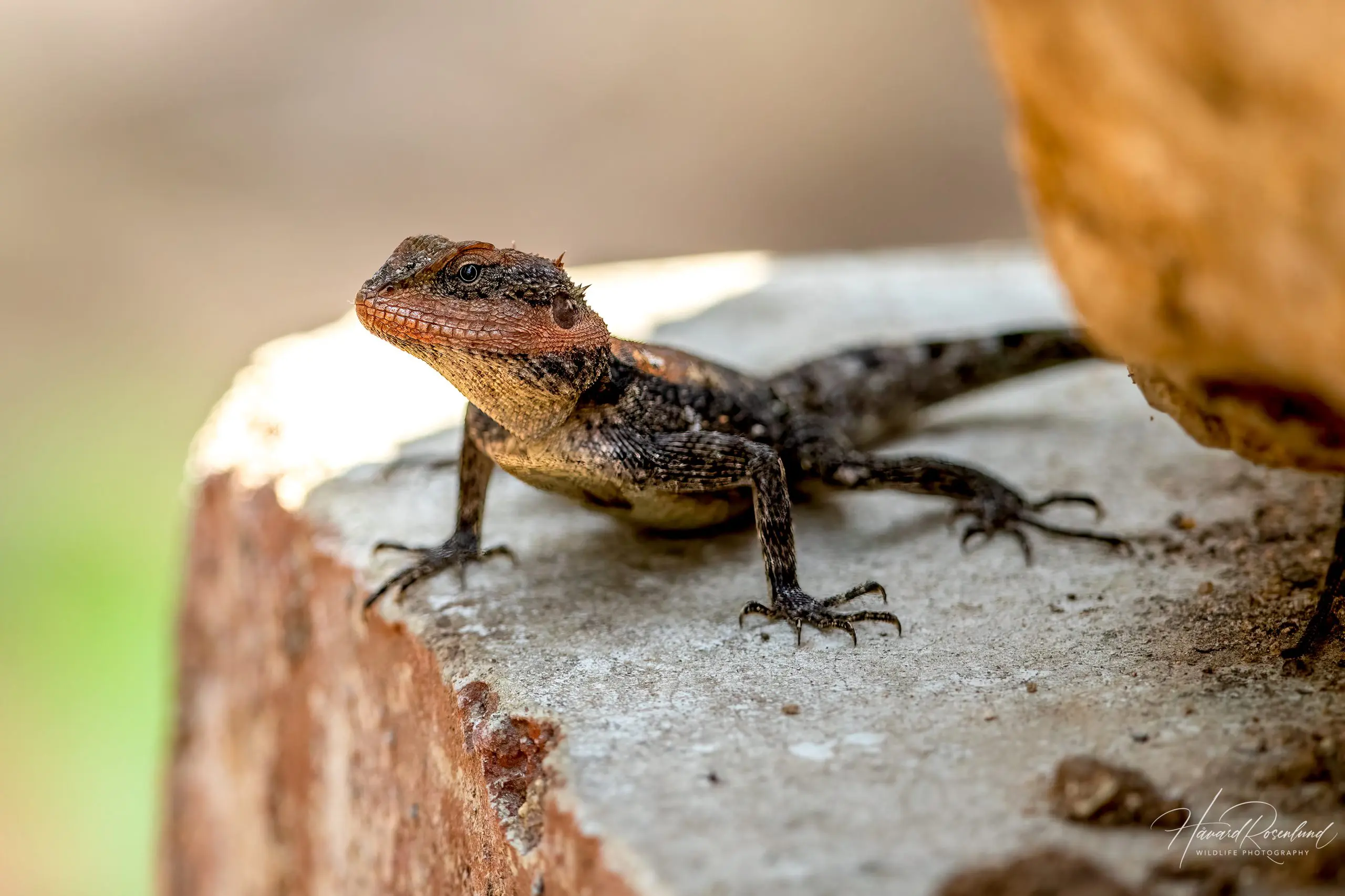 Blanford's Rock Agama (Psammophilus blanfordanus) @ Pench National Park, India. Photo: Håvard Rosenlund