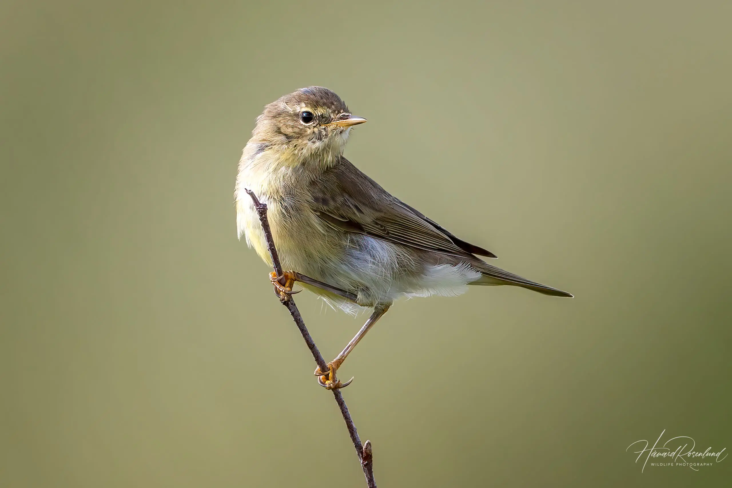 Willow Warbler (Phylloscopus trochilus) @ Lista, Norway. Photo: Håvard Rosenlund