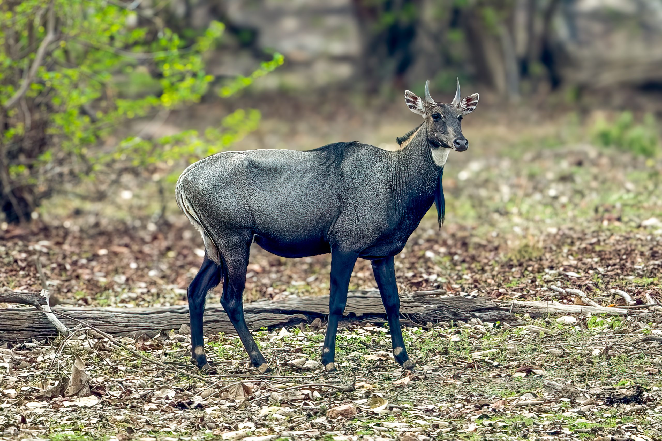 Nilgau (Boselaphus tragocamelus) @ Pench National Park, India. Foto: Håvard Rosenlund