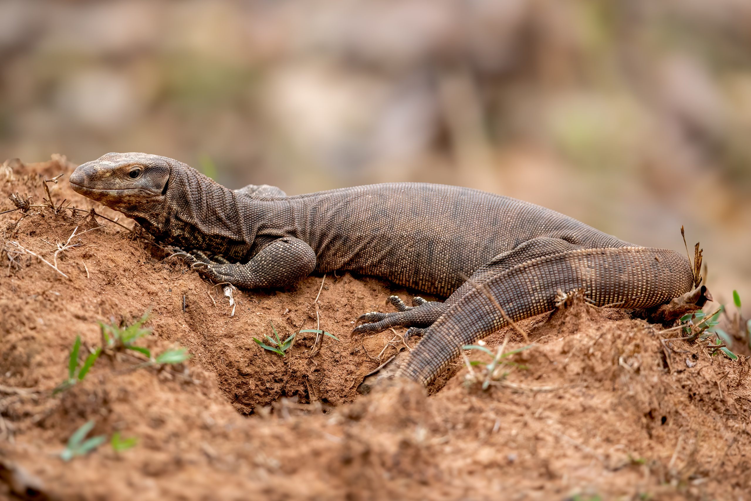 Bengal Monitor (Varanus bengalensis) @ Pench National Park, India. Photo: Håvard Rosenlund