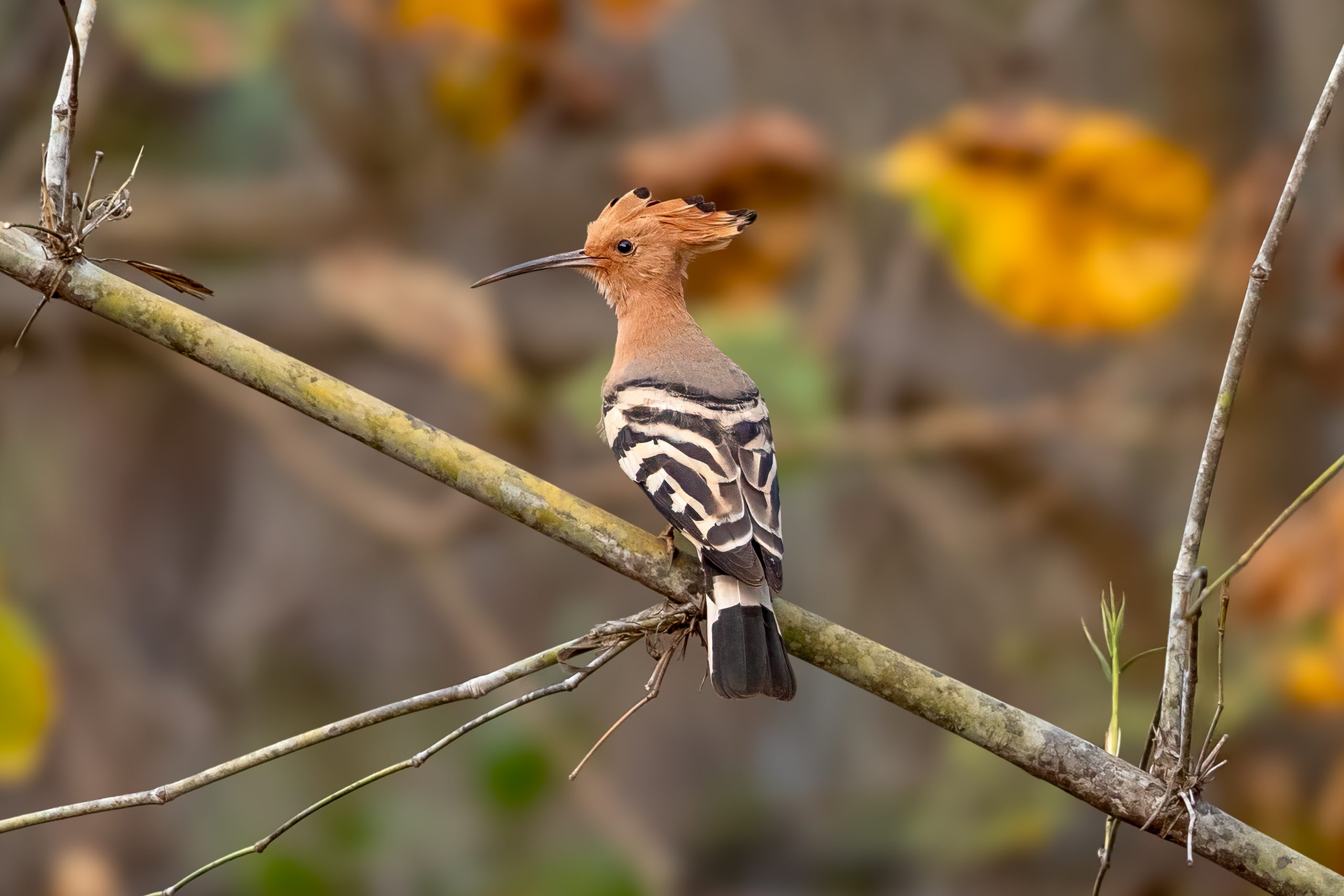 Eurasian Hoopoe (Upupa epops) @ Satpura National Park, India. Photo: Håvard Rosenlund