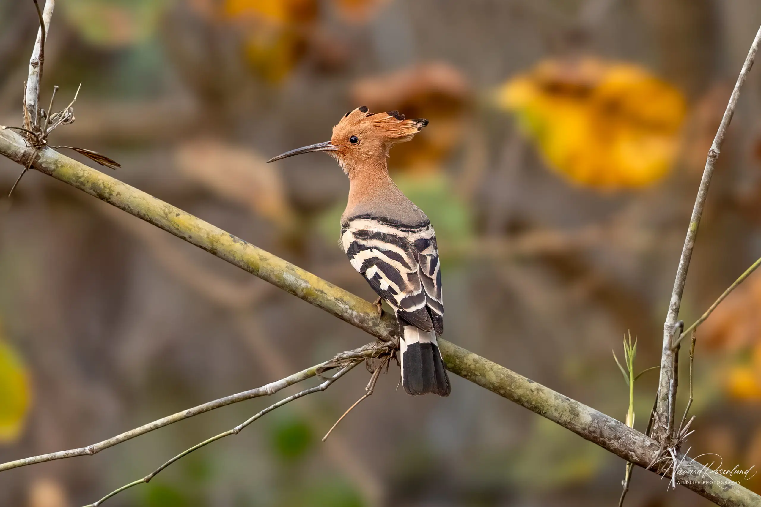 Eurasian Hoopoe (Upupa epops) @ Satpura National Park, India. Photo: Håvard Rosenlund