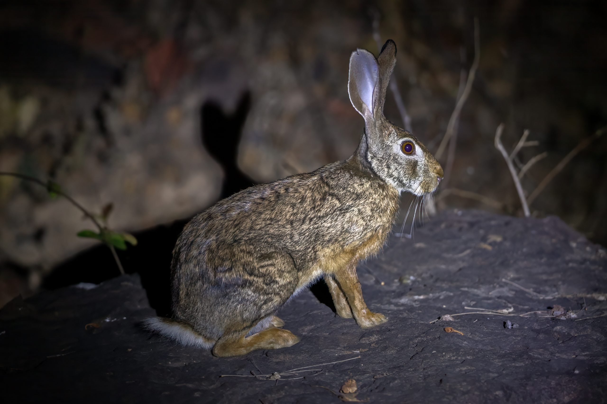 Indian Hare (Lepus nigricollis) @ Satpura National Park, India. Photo: Håvard Rosenlund