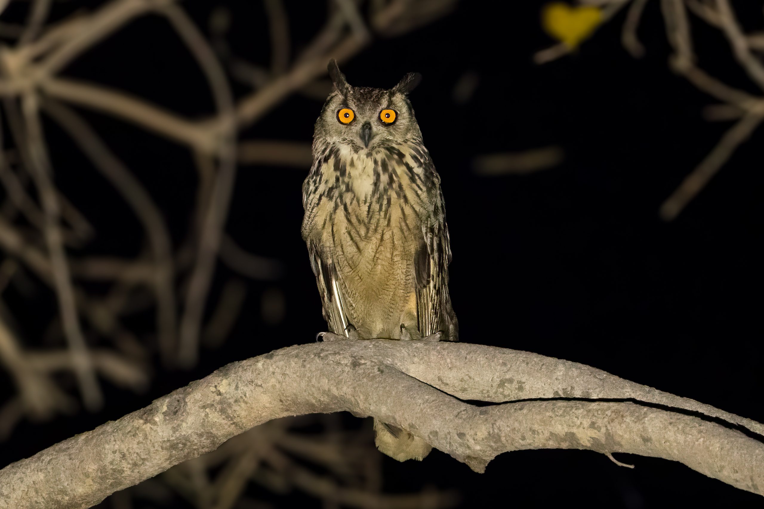 Bengalhubro (Bubo bengalensis) @ Satpura National Park, India. Foto: Håvard Rosenlund