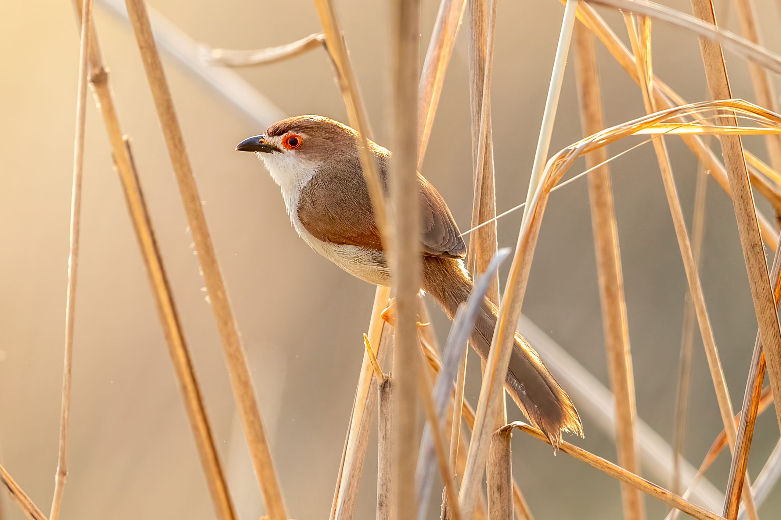 Yellow-eyed Babbler (Chrysomma sinense) @ Kanha National Park, India. Photo: Håvard Rosenlund