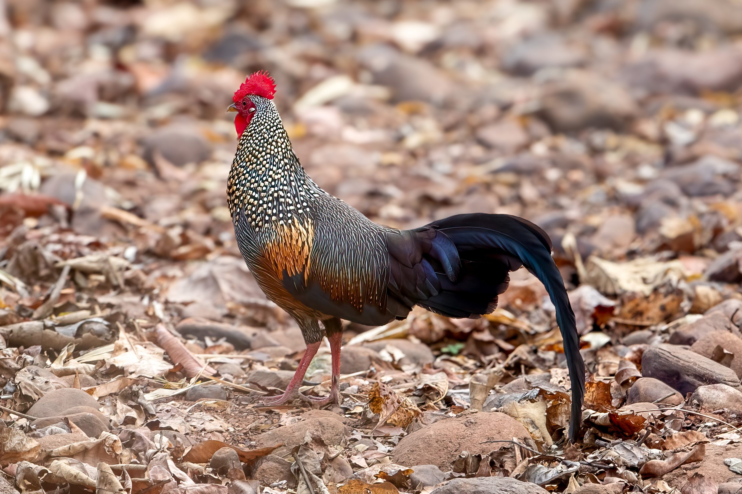 Brokadehane (Gallus sonneratii) @ Satpura National Park, India. Foto: Håvard Rosenlund