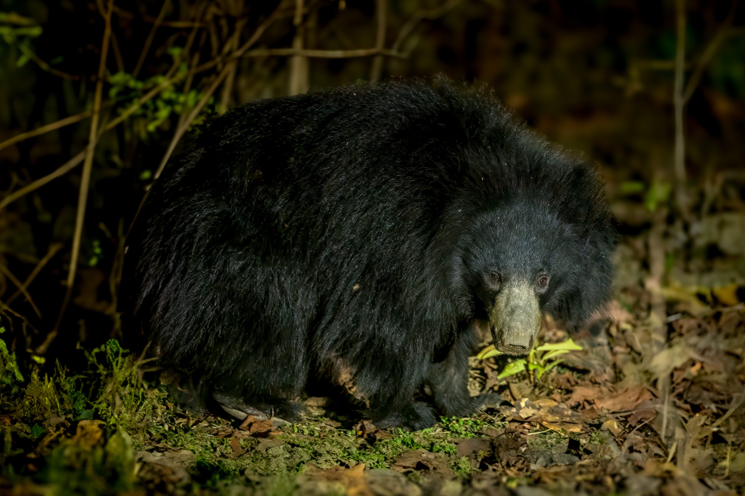 Sloth Bear (Melursus ursinus) @ Satpura National Park, India. Photo: Håvard Rosenlund