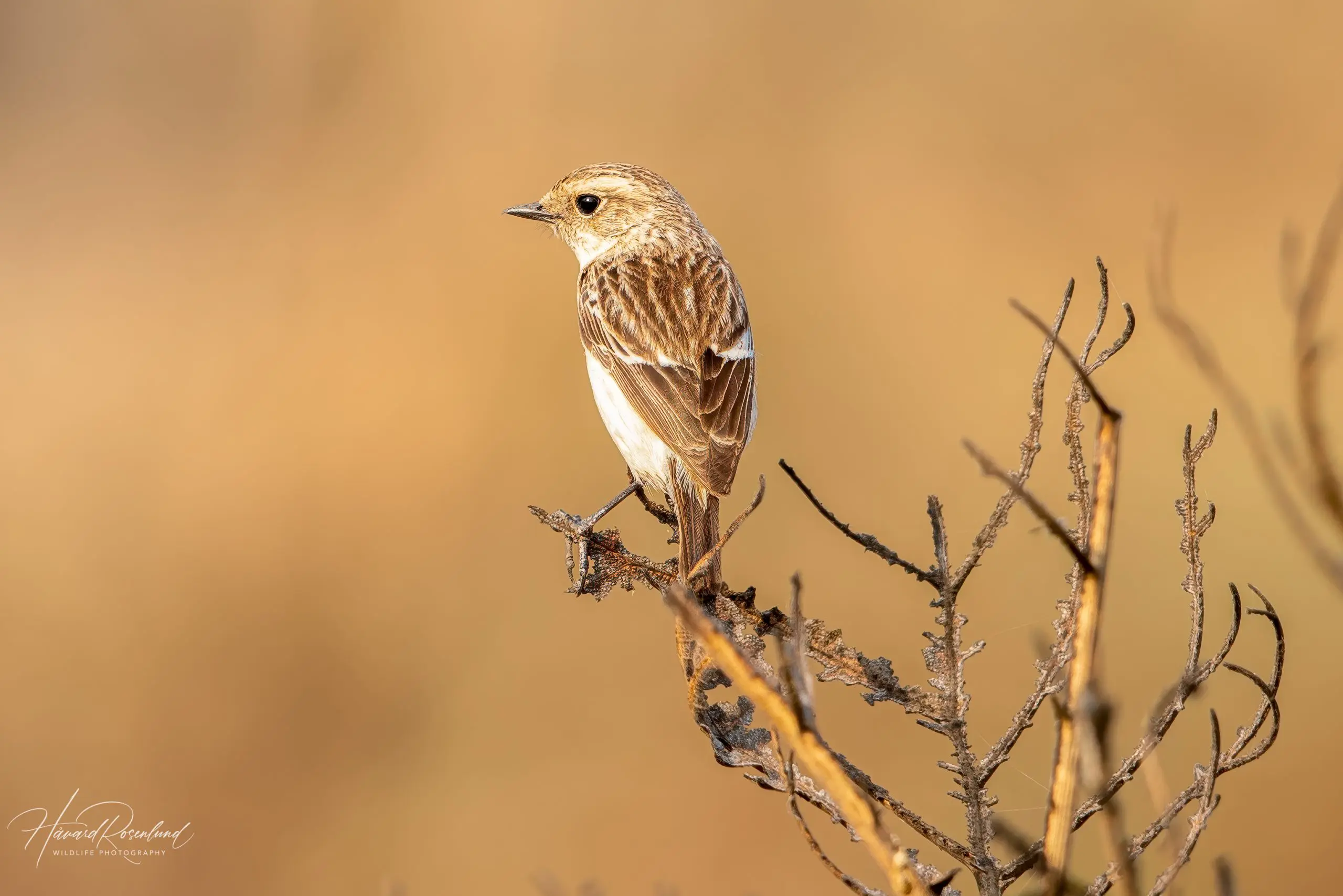 Siberian Stonechat (Saxicola maurus) - Female @ Satpura National Park, India. Photo: Håvard Rosenlund