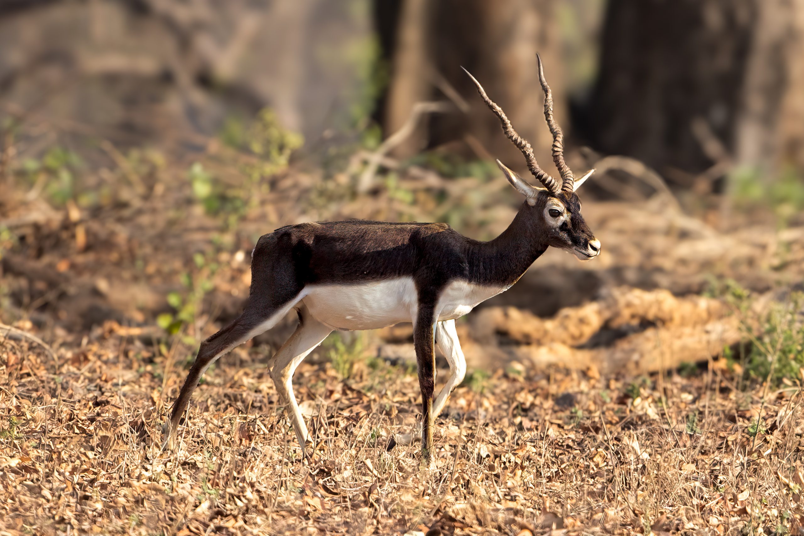 Blackbuck (Antilope cervicapra) - Male @ Kanha National Park, India. Photo: Håvard Rosenlund