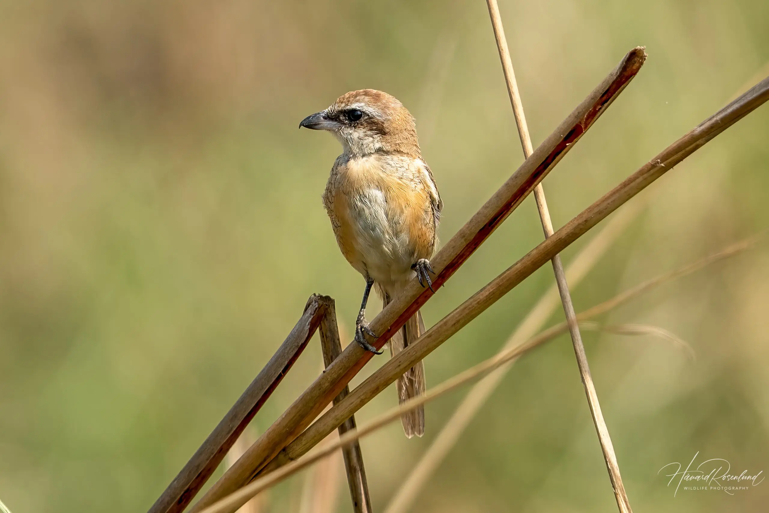 Brown Shrike (Lanius cristatus) @ Kanha National Park, India. Photo: Håvard Rosenlund