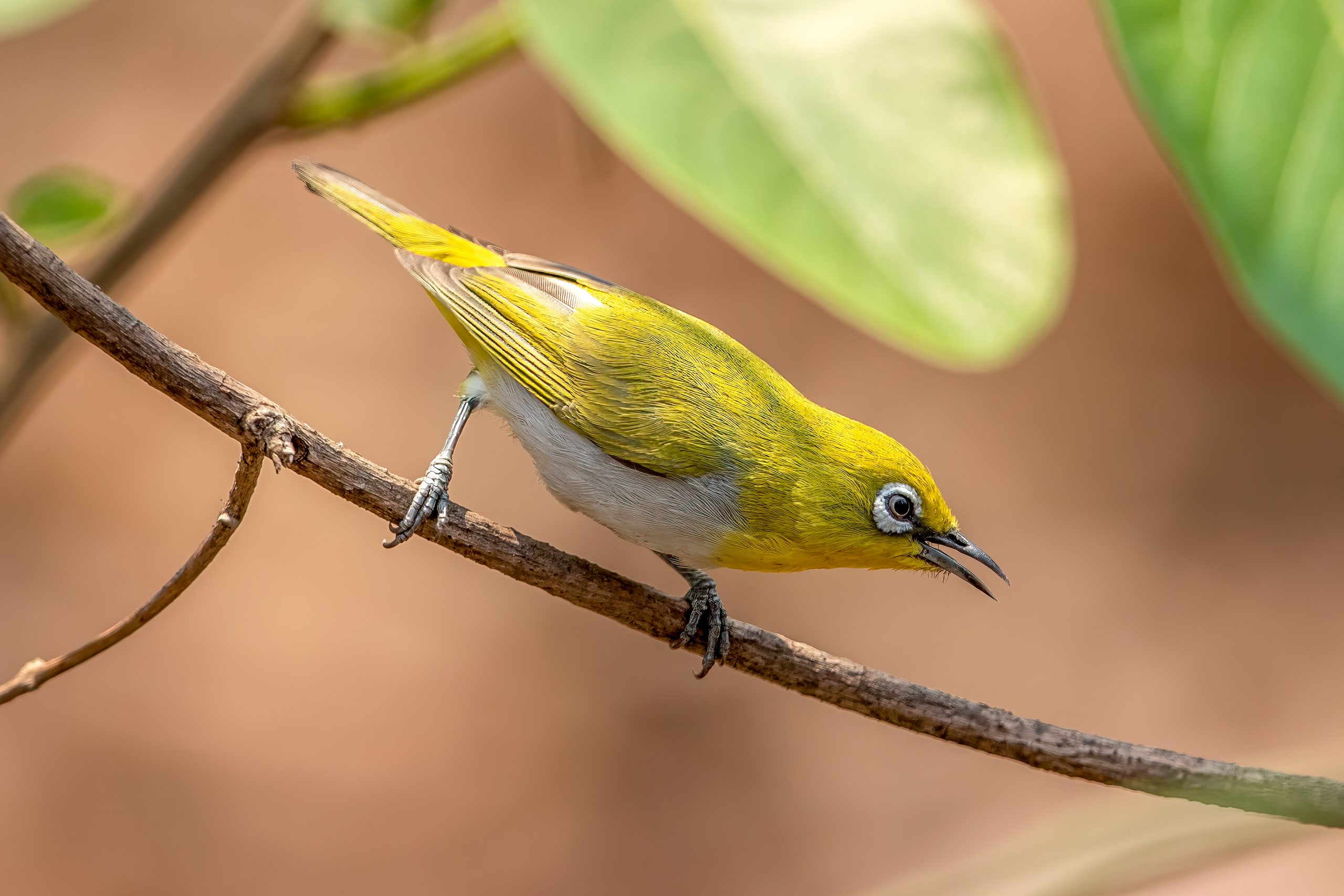 Indian White-eye (Zosterops palpebrosus) @ Satpura National Park, India. Photo: Håvard Rosenlund