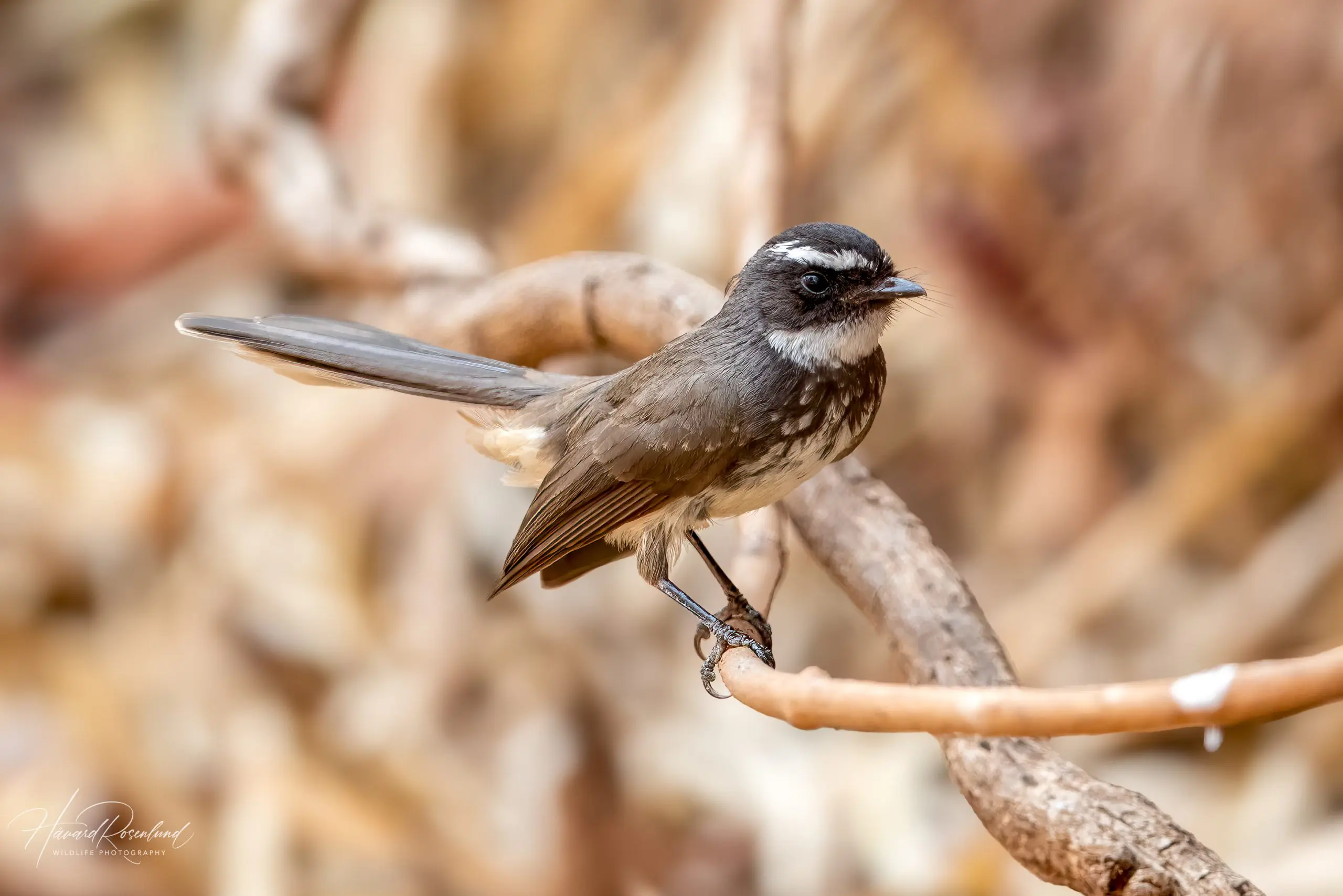 White-spotted Fantail (Rhipidura albogularis) @ Satpura National Park, India. Photo: Håvard Rosenlund