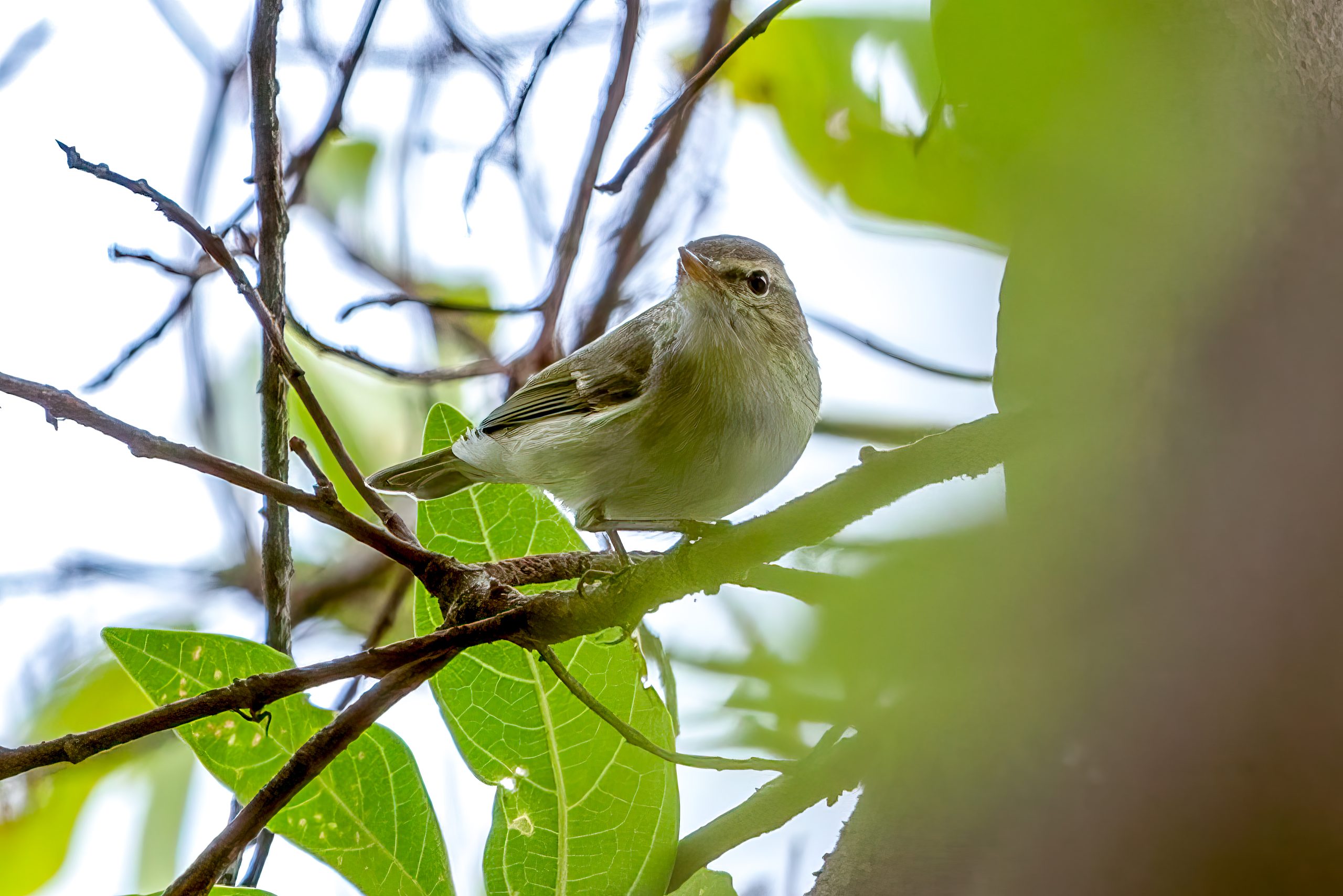 Greenish Warbler (Phylloscopus trochiloides) @ Kanha National Park, India. Photo: Håvard Rosenlund