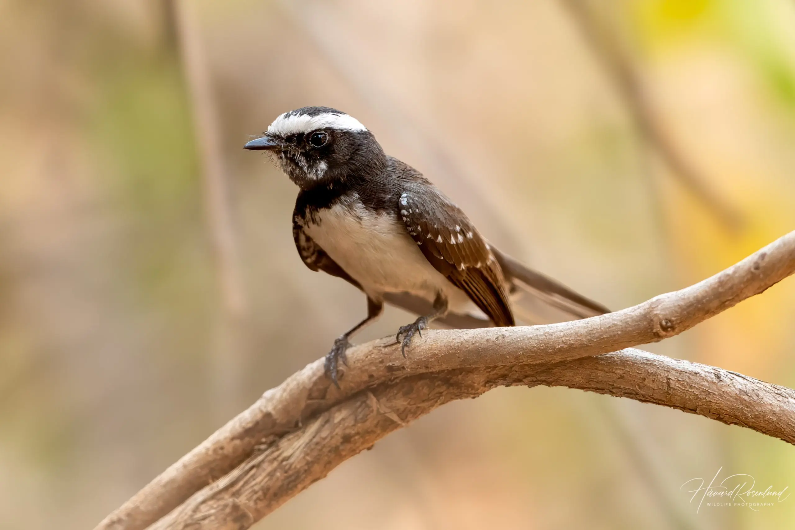 White-browed Fantail (Rhipidura aureola) @ Satpura National Park, India. Photo: Håvard Rosenlund