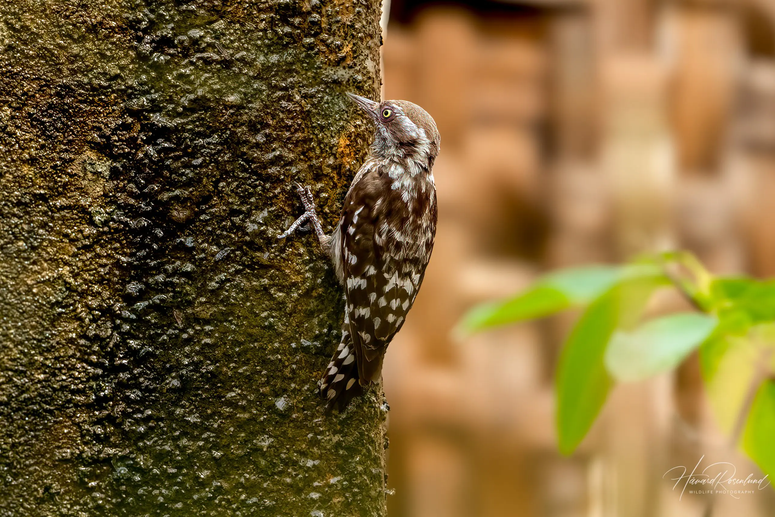 Brown-capped Pygmy Woodpecker (Yungipicus nanus) @ Satpura National Park, India. Photo: Håvard Rosenlund